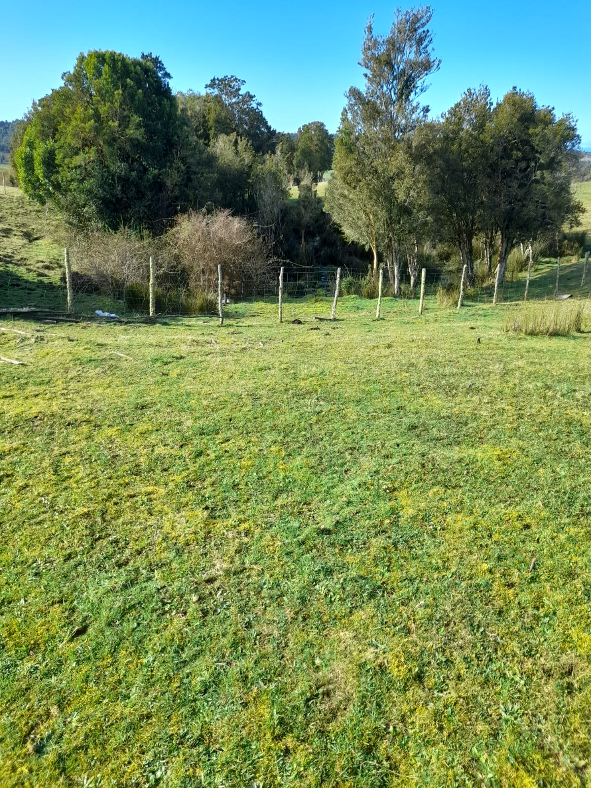 VENDO - Campo de 59 Ha en Quellón