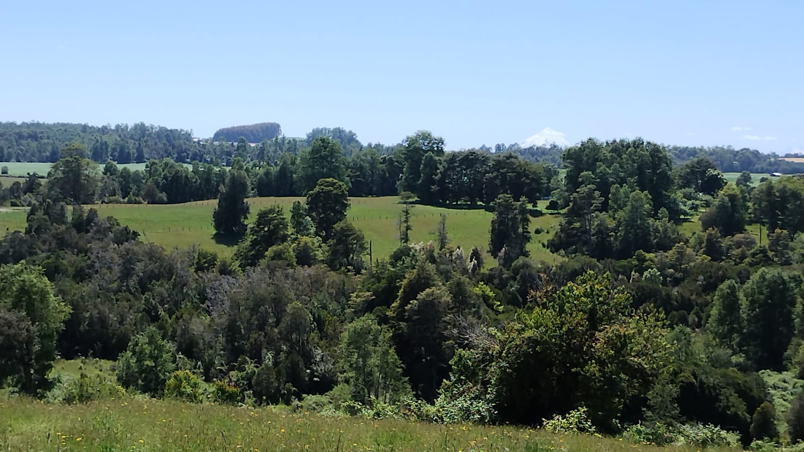 VENDO - Campo de 33 Há en Rio Frio, Los Muermos