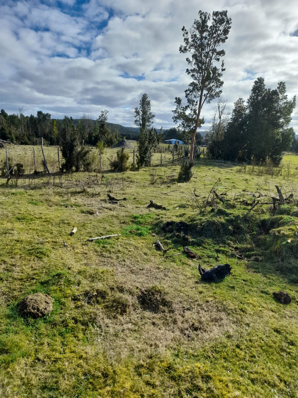 VENDO - Campo de 59 Ha en Quellón