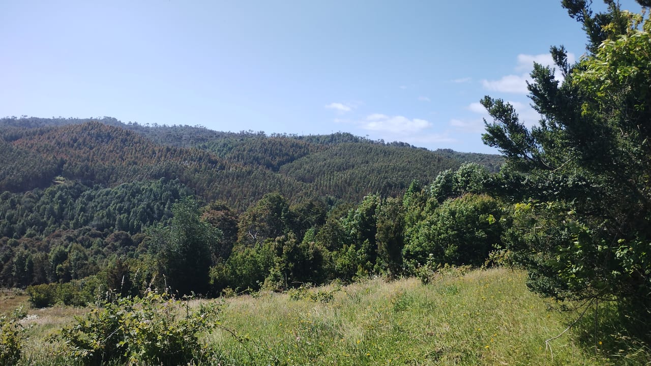 VENDO - Parcela de 5000 m2 en Estaquilla