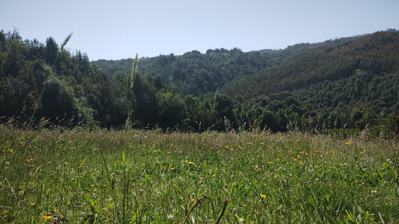 VENDO - Parcela de 5000 m2 en Estaquilla