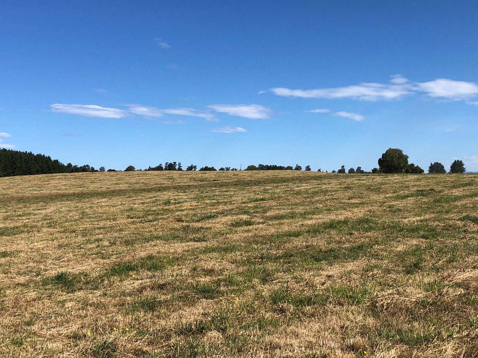 VENDO - CAMPO DE 205 HA EN FRESIA