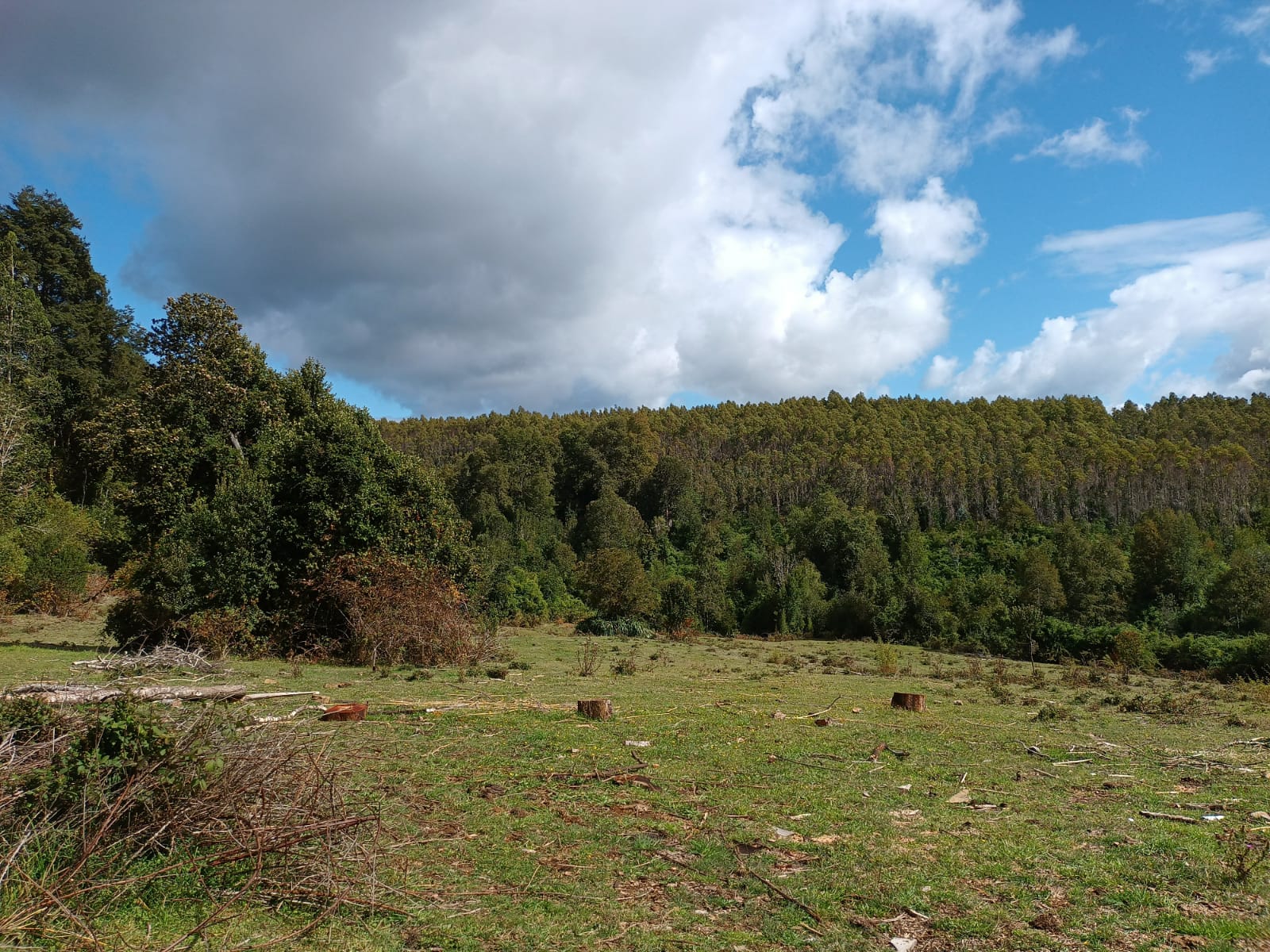VENDO - Campo de 25 Há en Fresia 