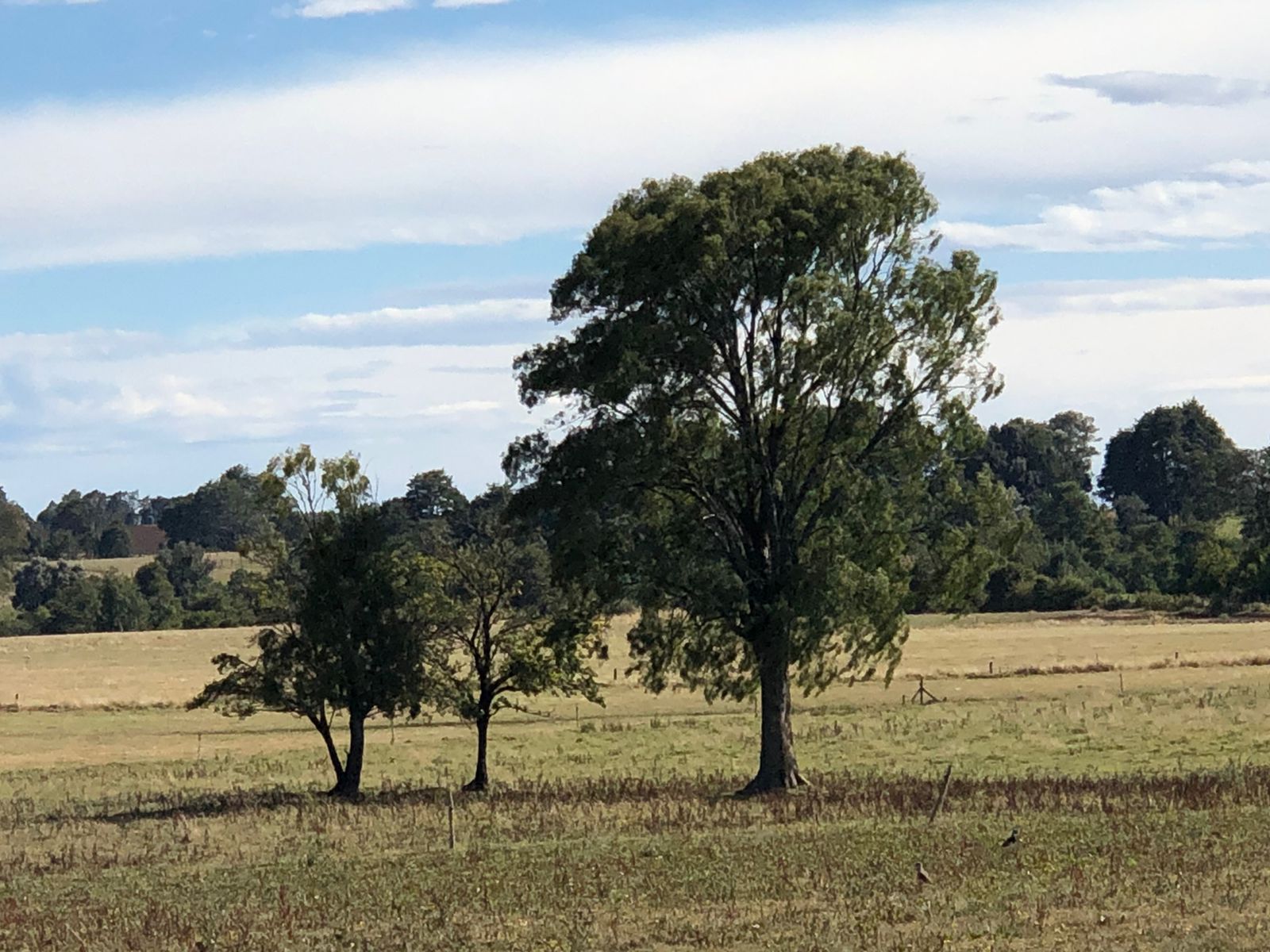 VENDO - CAMPO DE 205 HA EN FRESIA