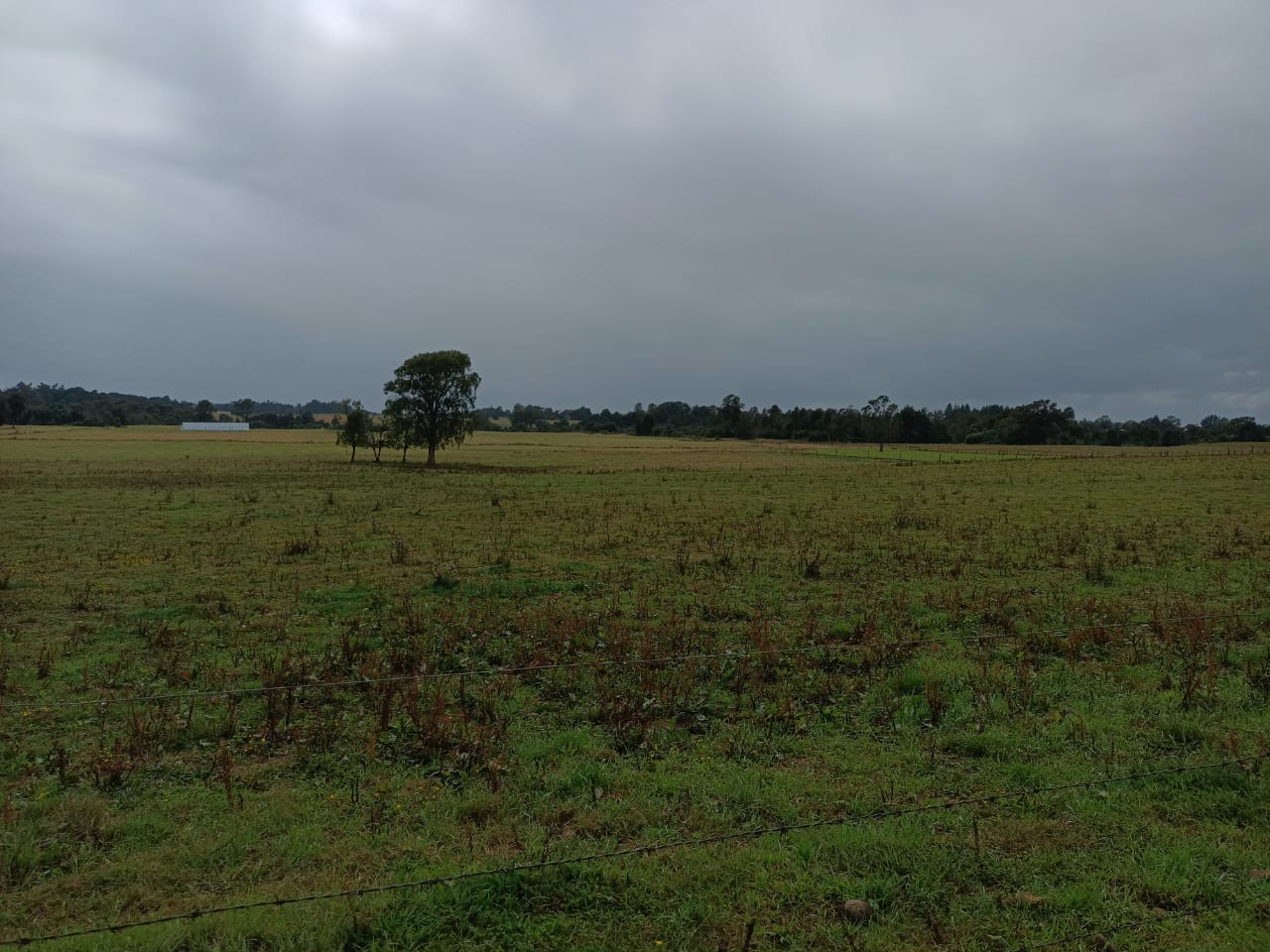 VENDO - CAMPO DE 205 HA EN FRESIA