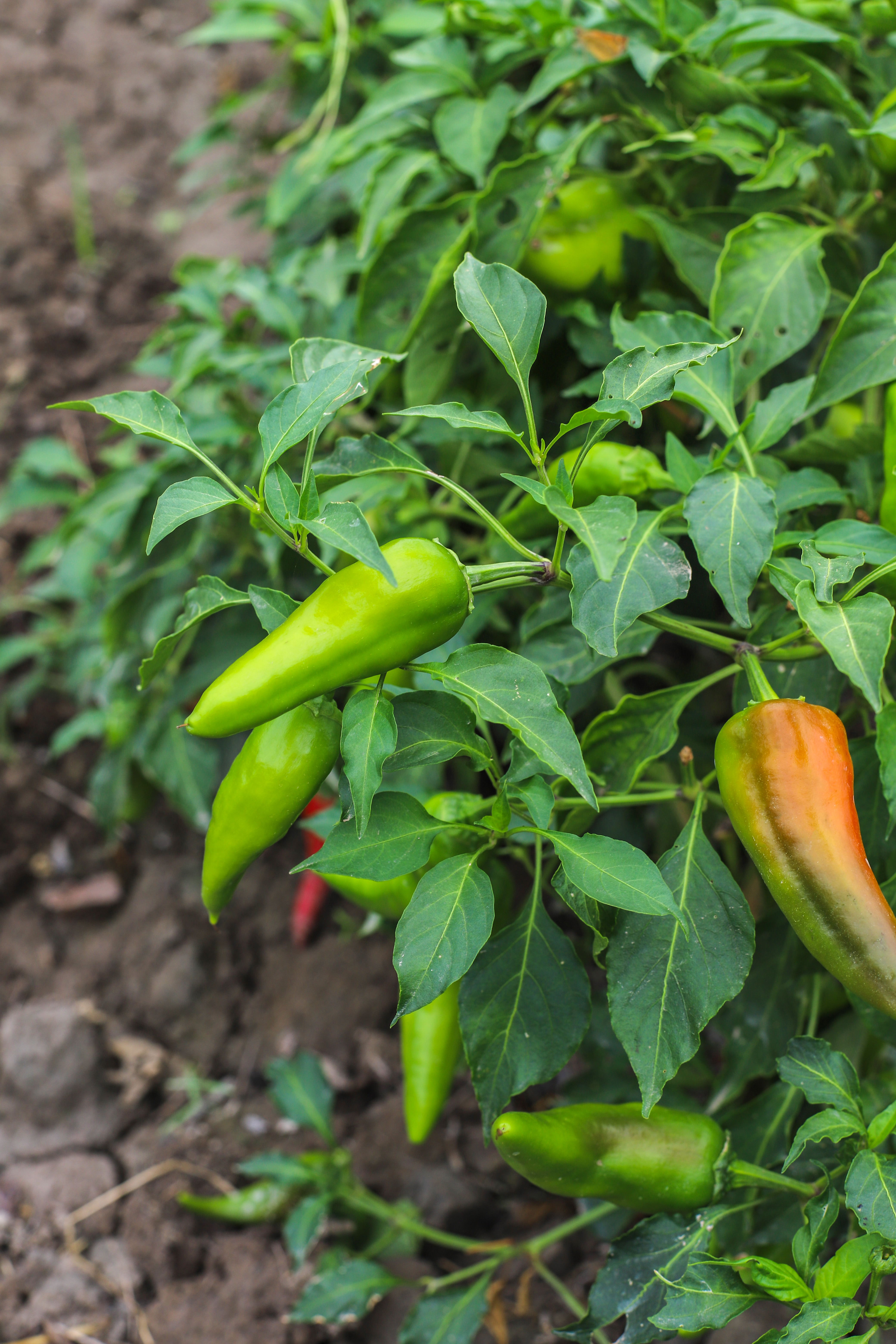 Fresh Green Peppers (Mirchi/Chili) – Spicy and Aromatic