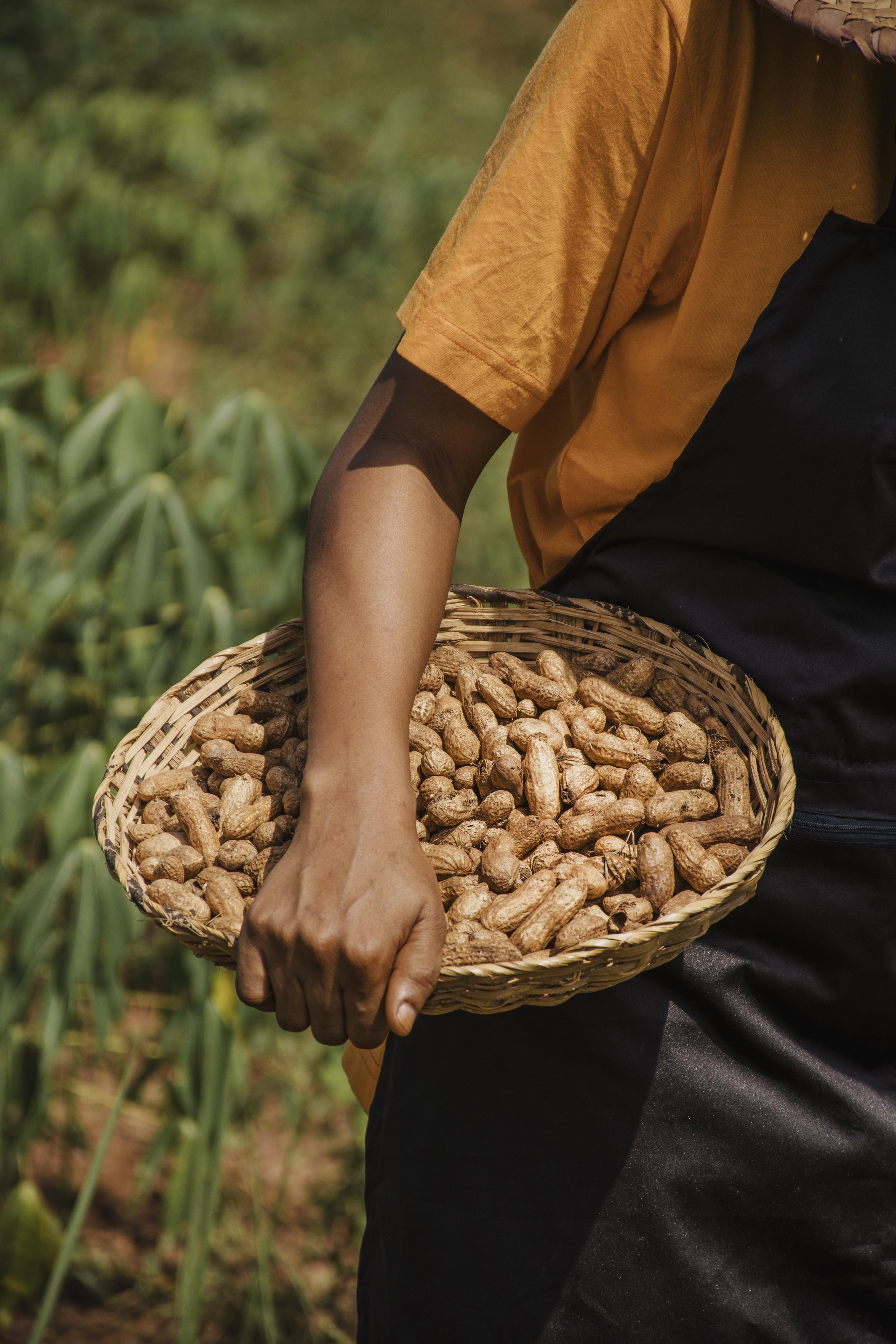 Freshly harvested peanuts