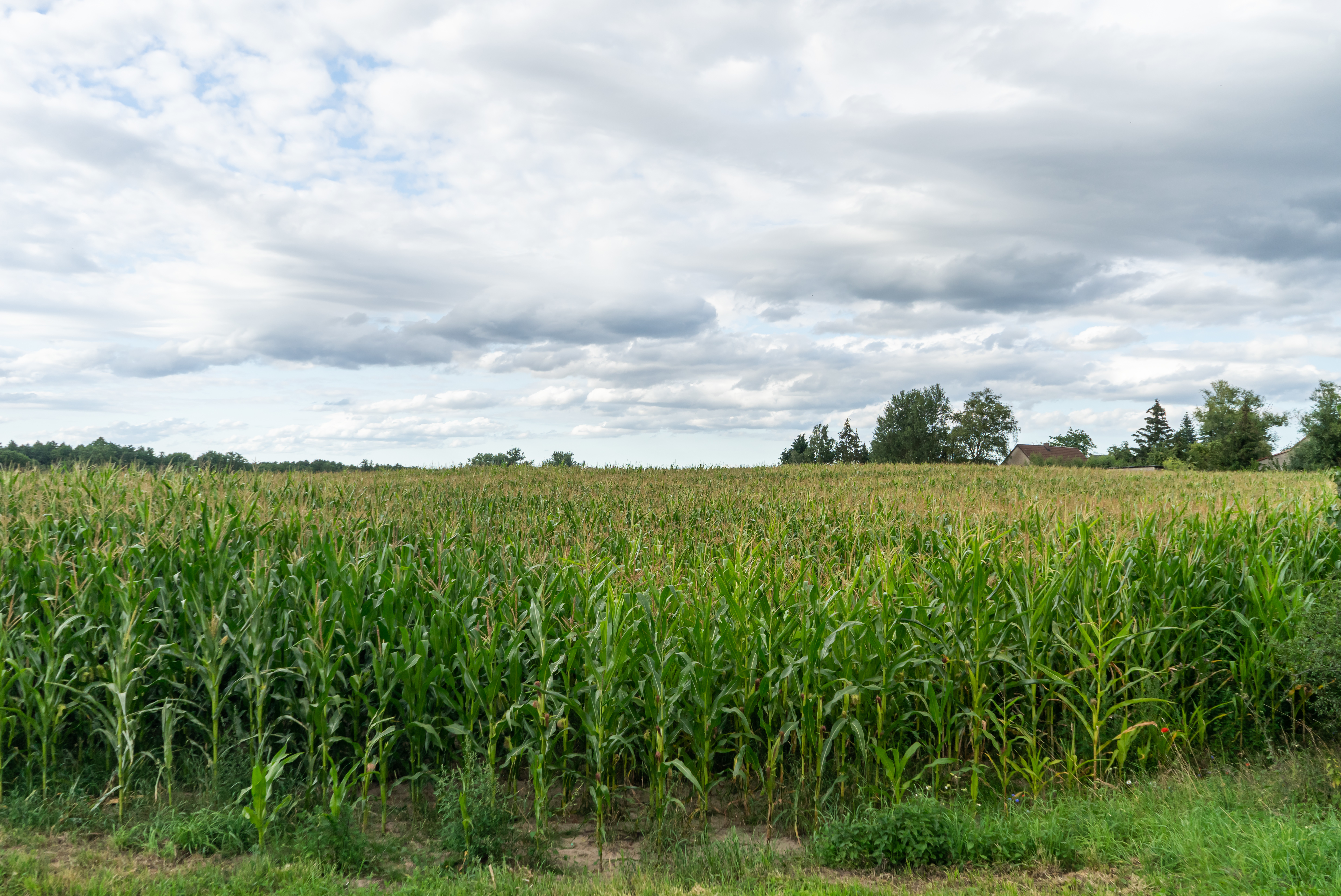 Fresh Maize sweet and corn