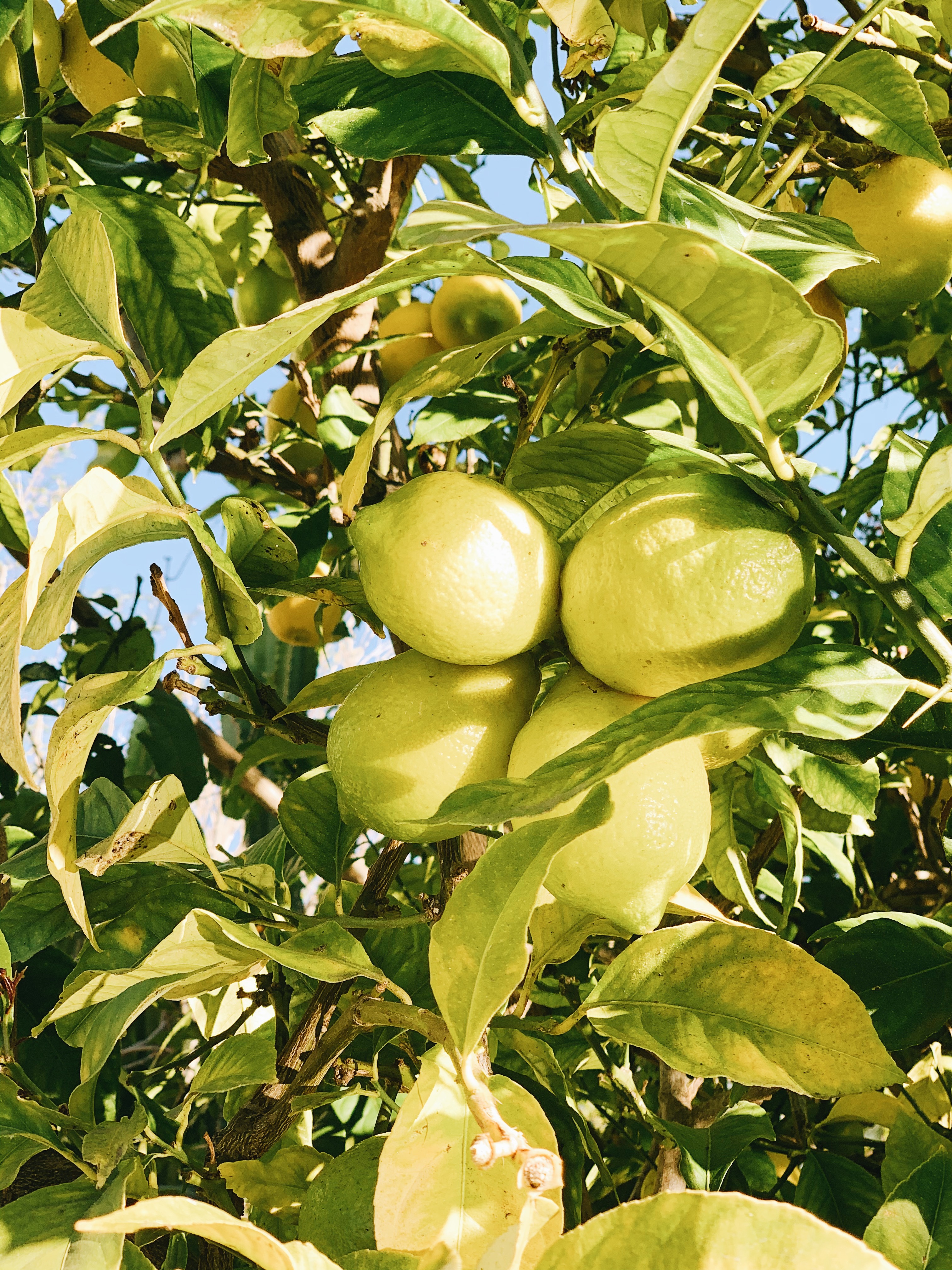 Fresh Lime Fruit / Lemon – From Our Farms