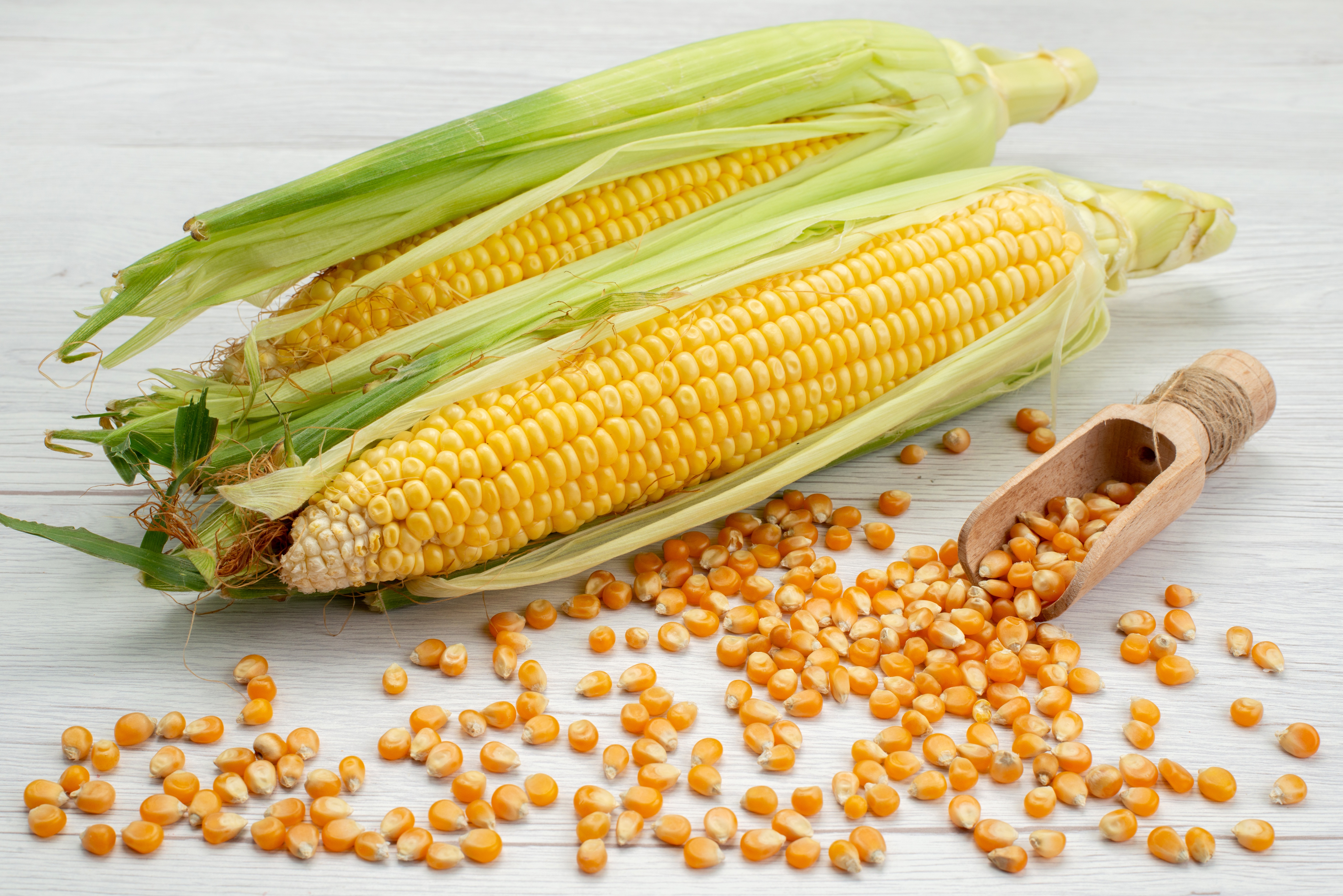 Fresh Maize sweet and corn