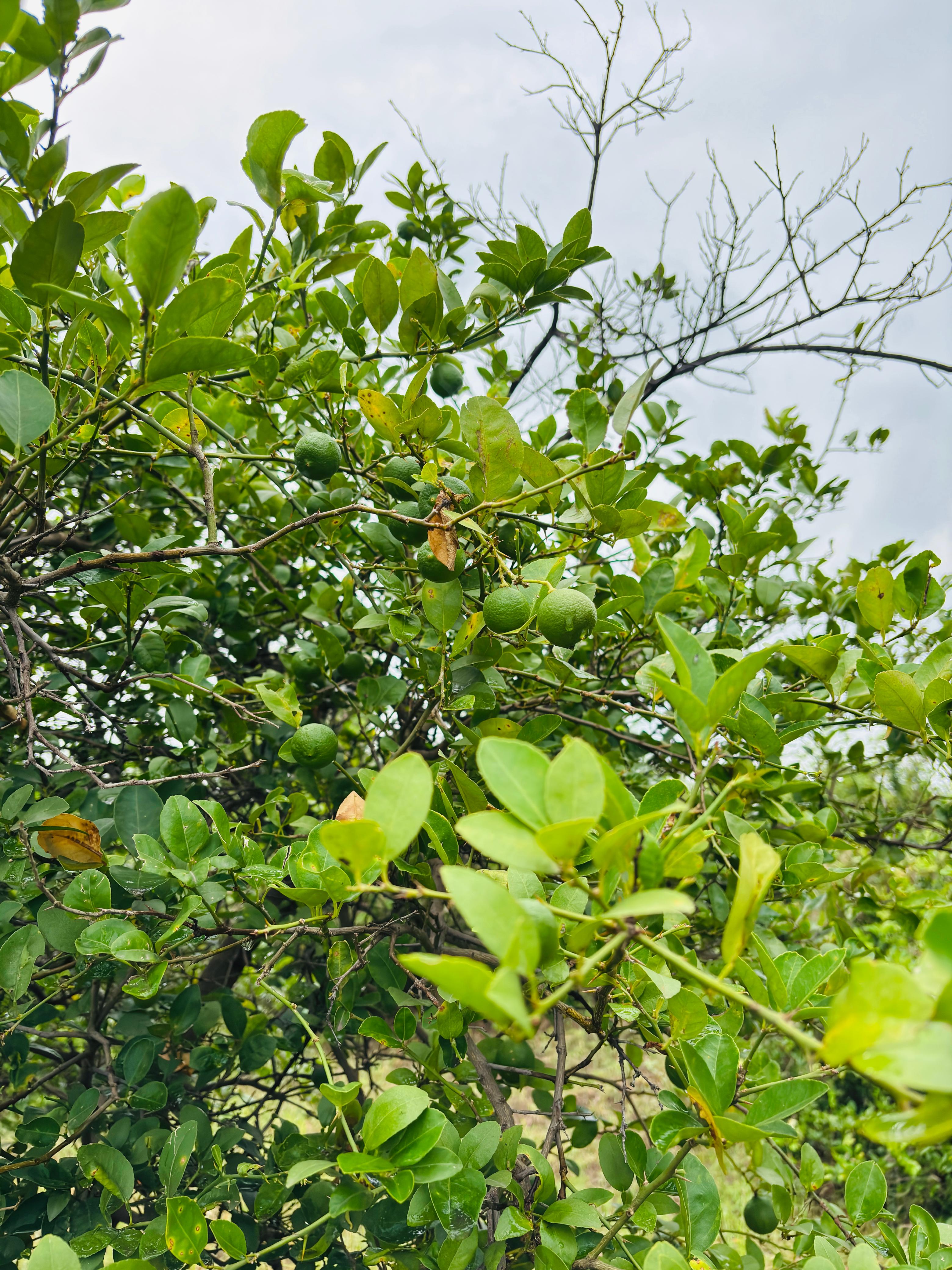 Fresh Lime Fruit / Lemon – From Our Farms
