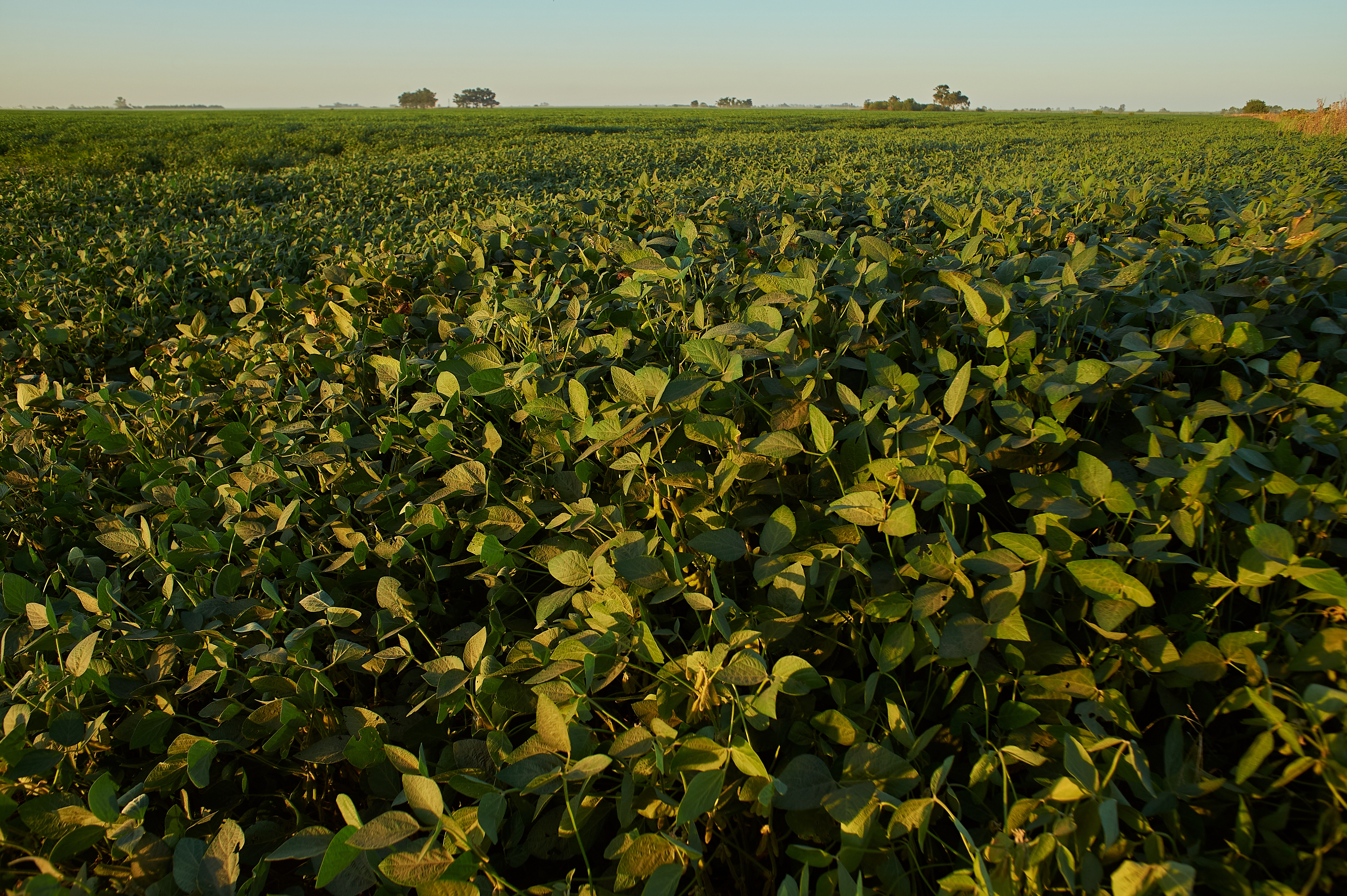 Freshly harvested peanuts