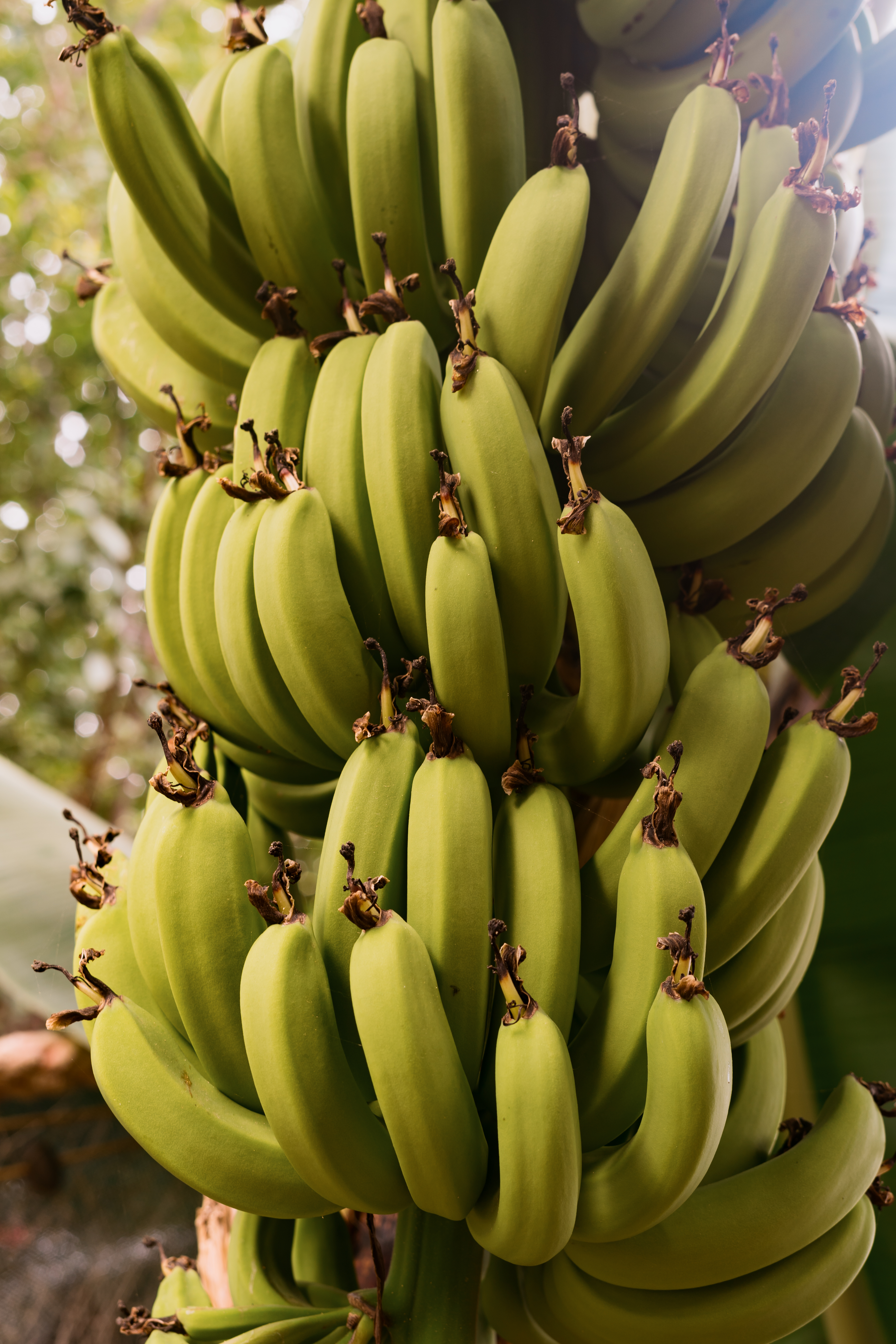 Fresh Green Bananas