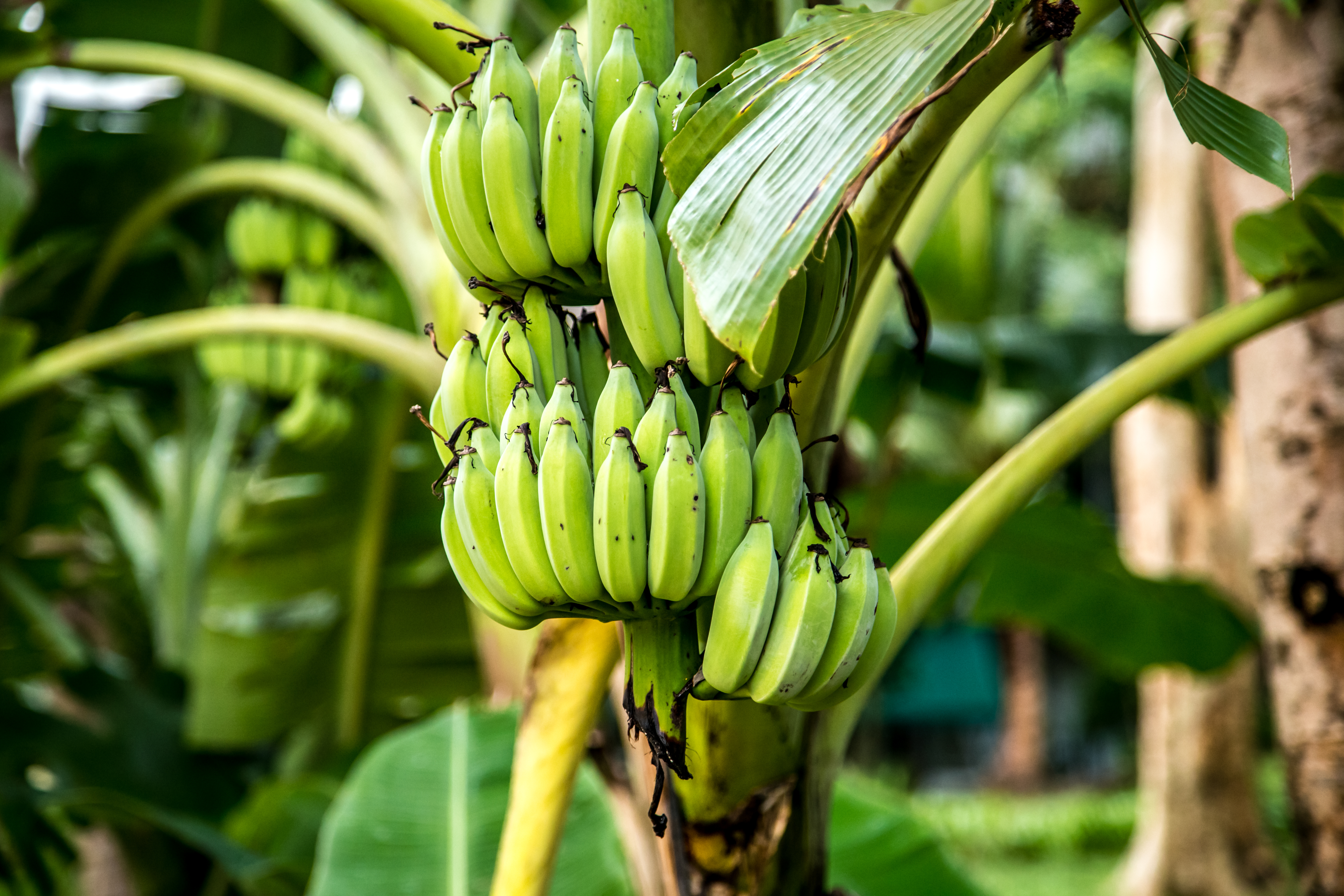 Fresh Green Bananas