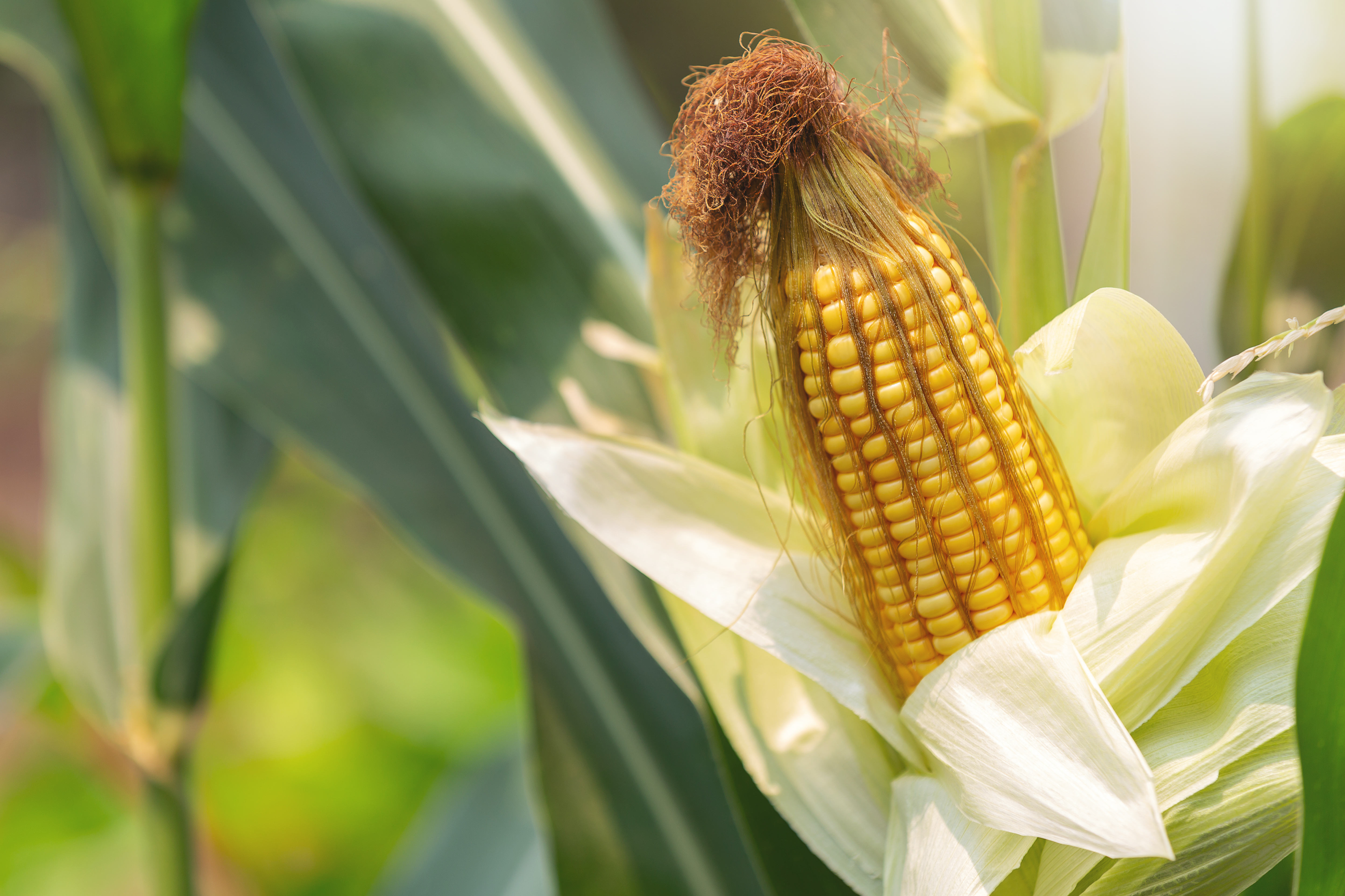 Fresh Maize sweet and corn