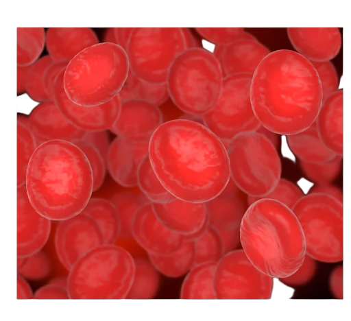 Complete blood count (CBC)