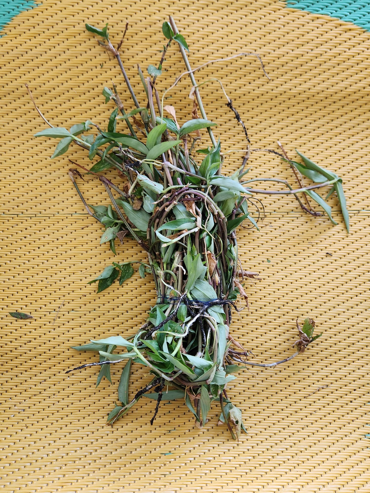 Planta de cinta (Chlorophytum comosum)