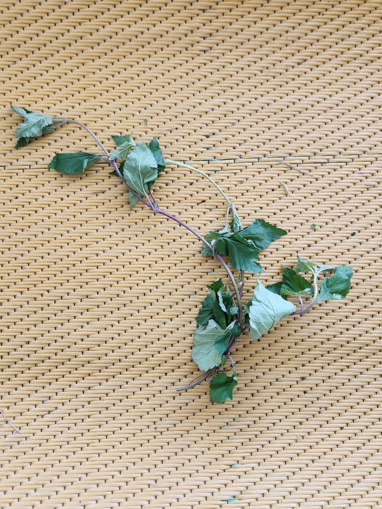Rama de menta fresca