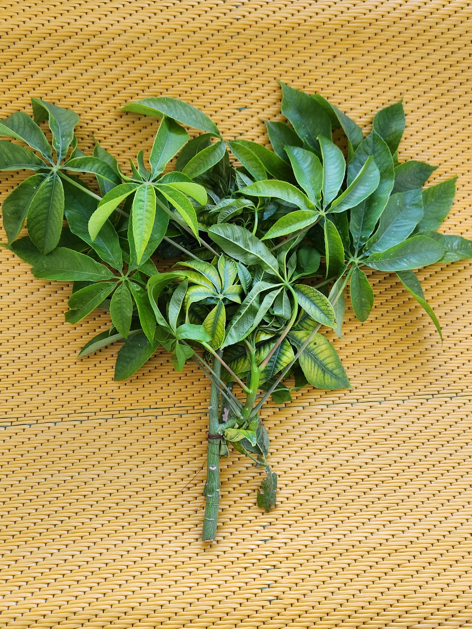 Ramas de Pachira