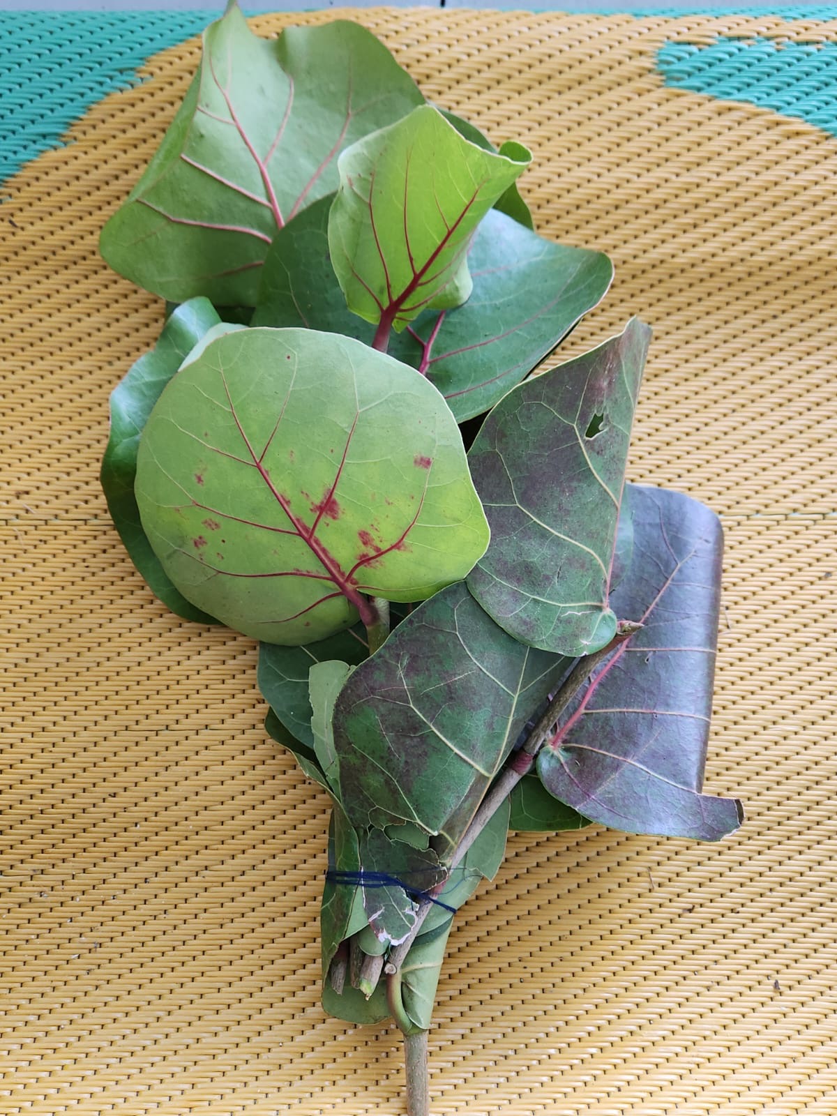 Hojas de uva de playa