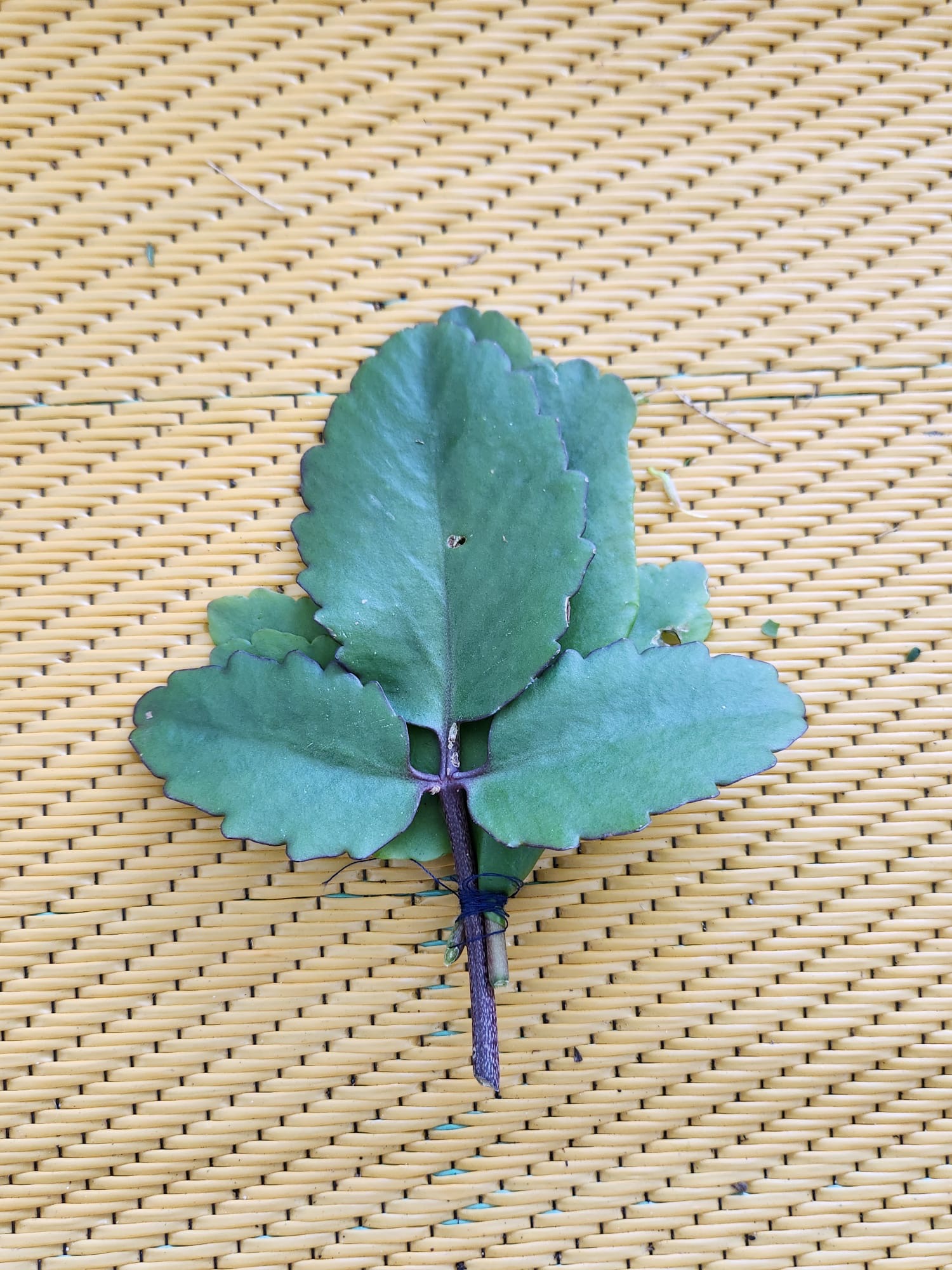 Rama de hoja de Kalanchoe