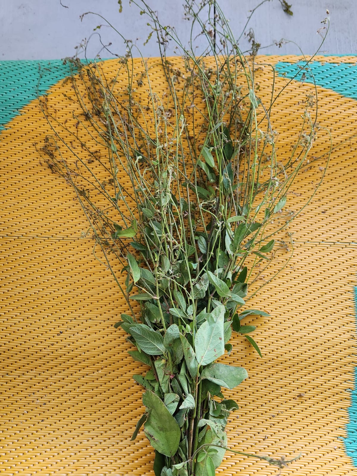 Rama de planta medicinal