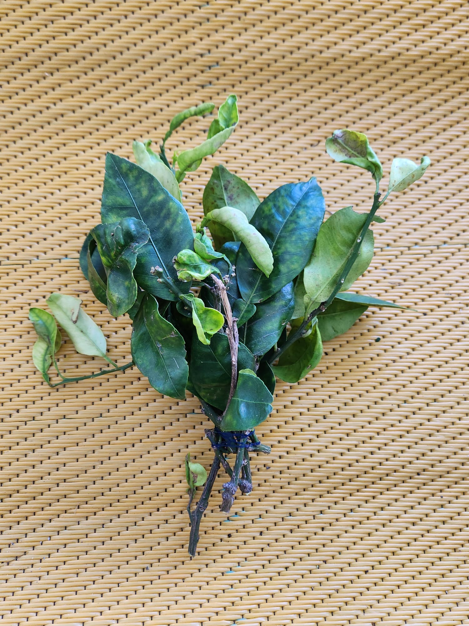 Ramas de limón