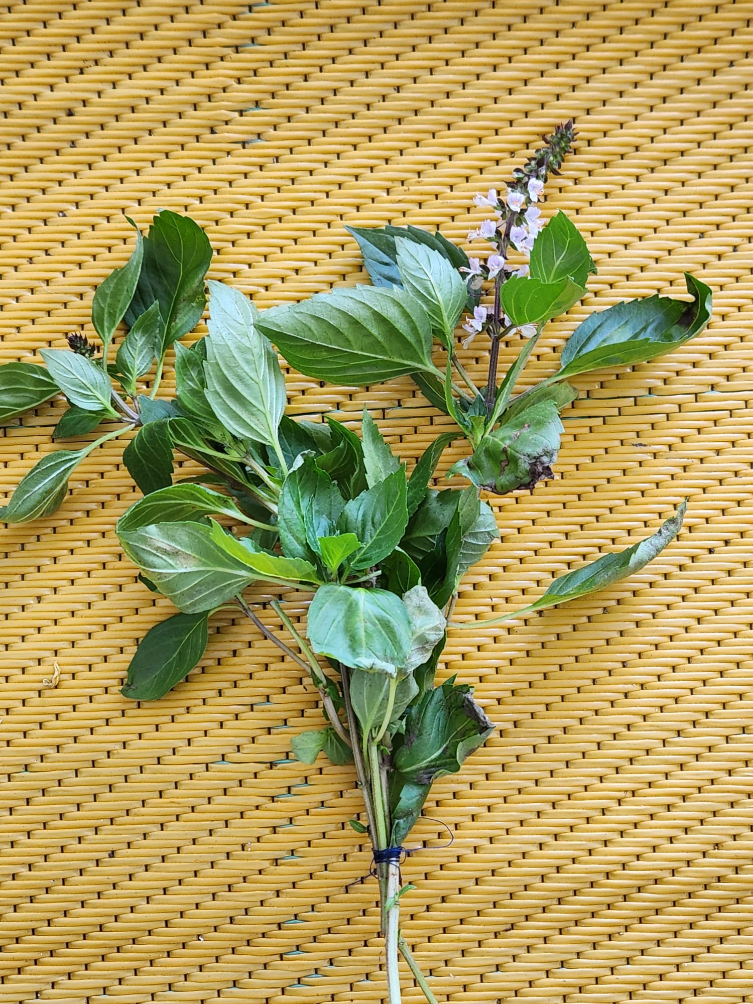 Albahaca fresca