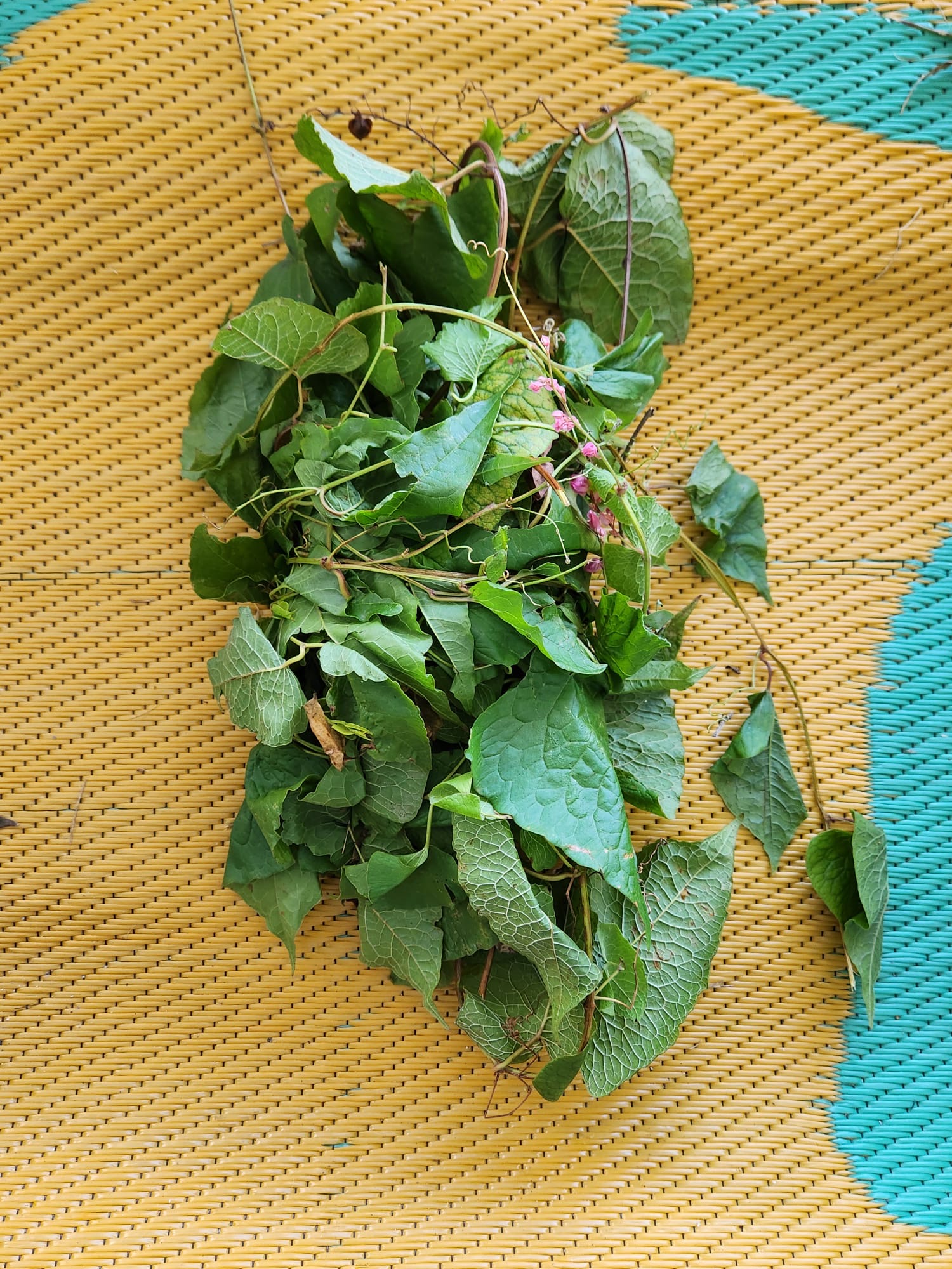 Hojas frescas de enredadera
