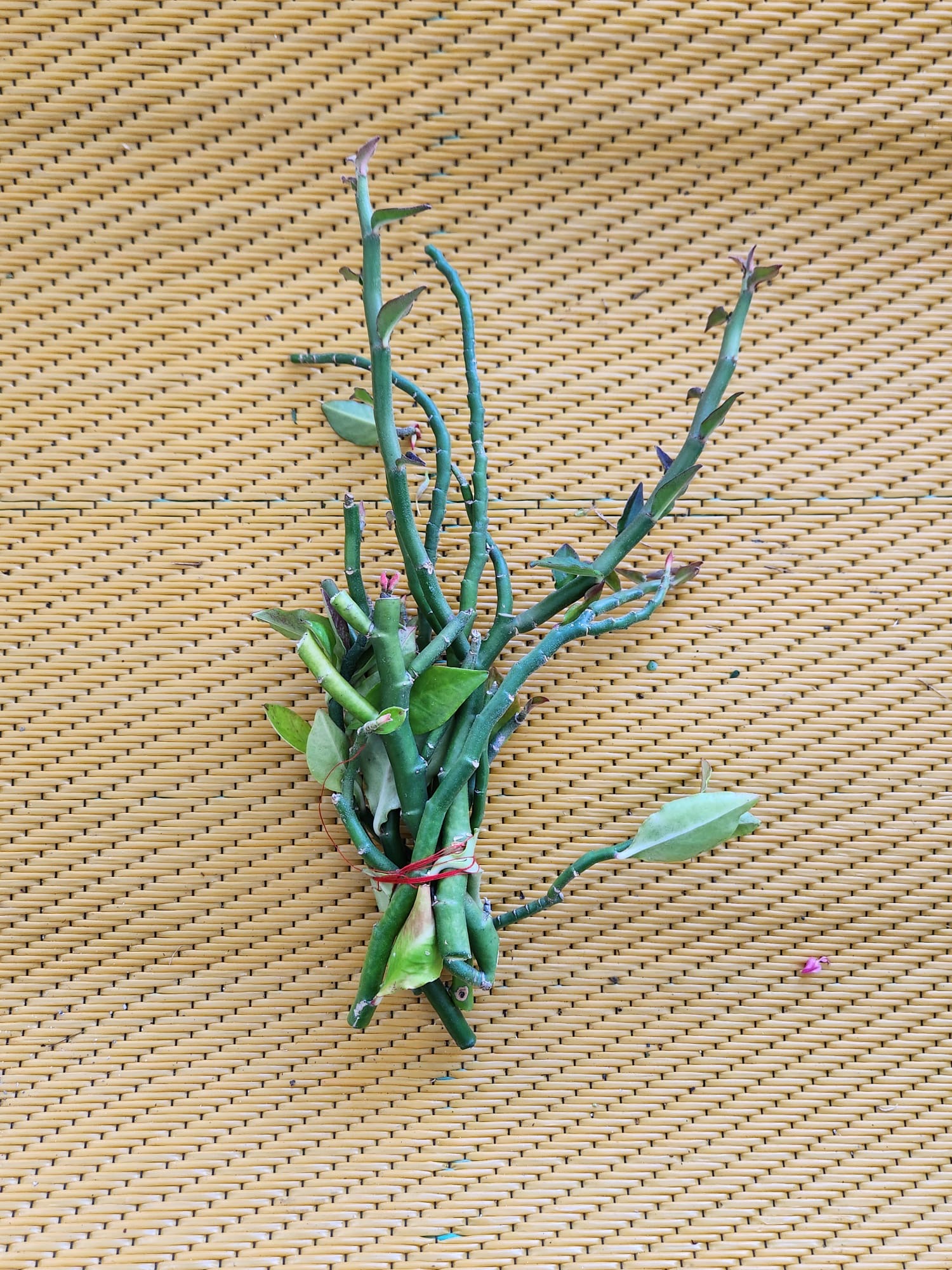 Sucedáneo de cactus