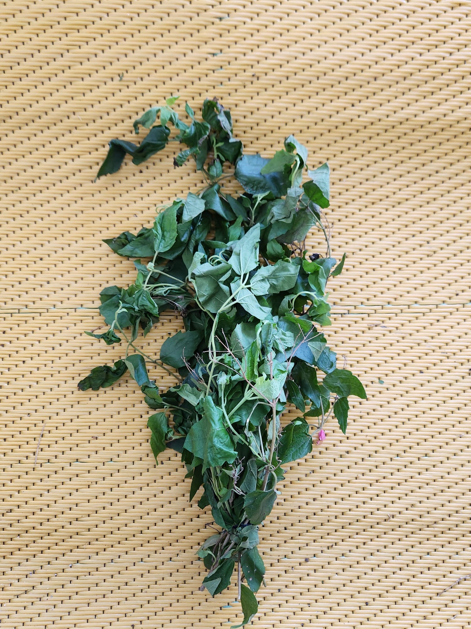 Hojas frescas de enredadera