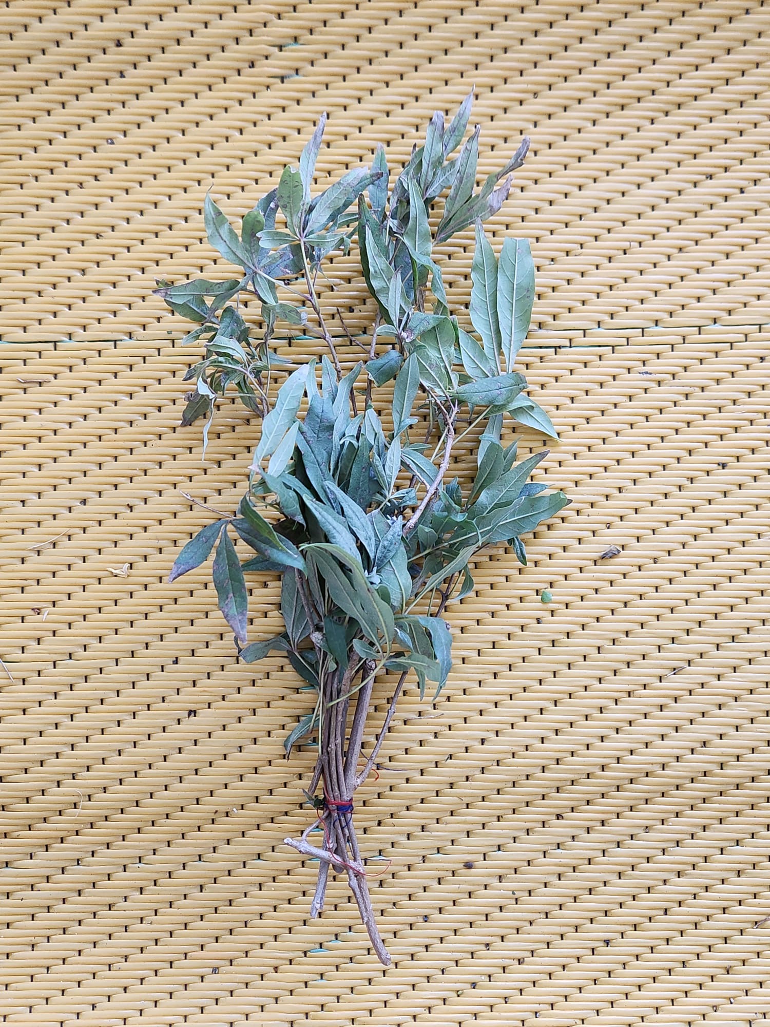 Rama de salvia fresca
