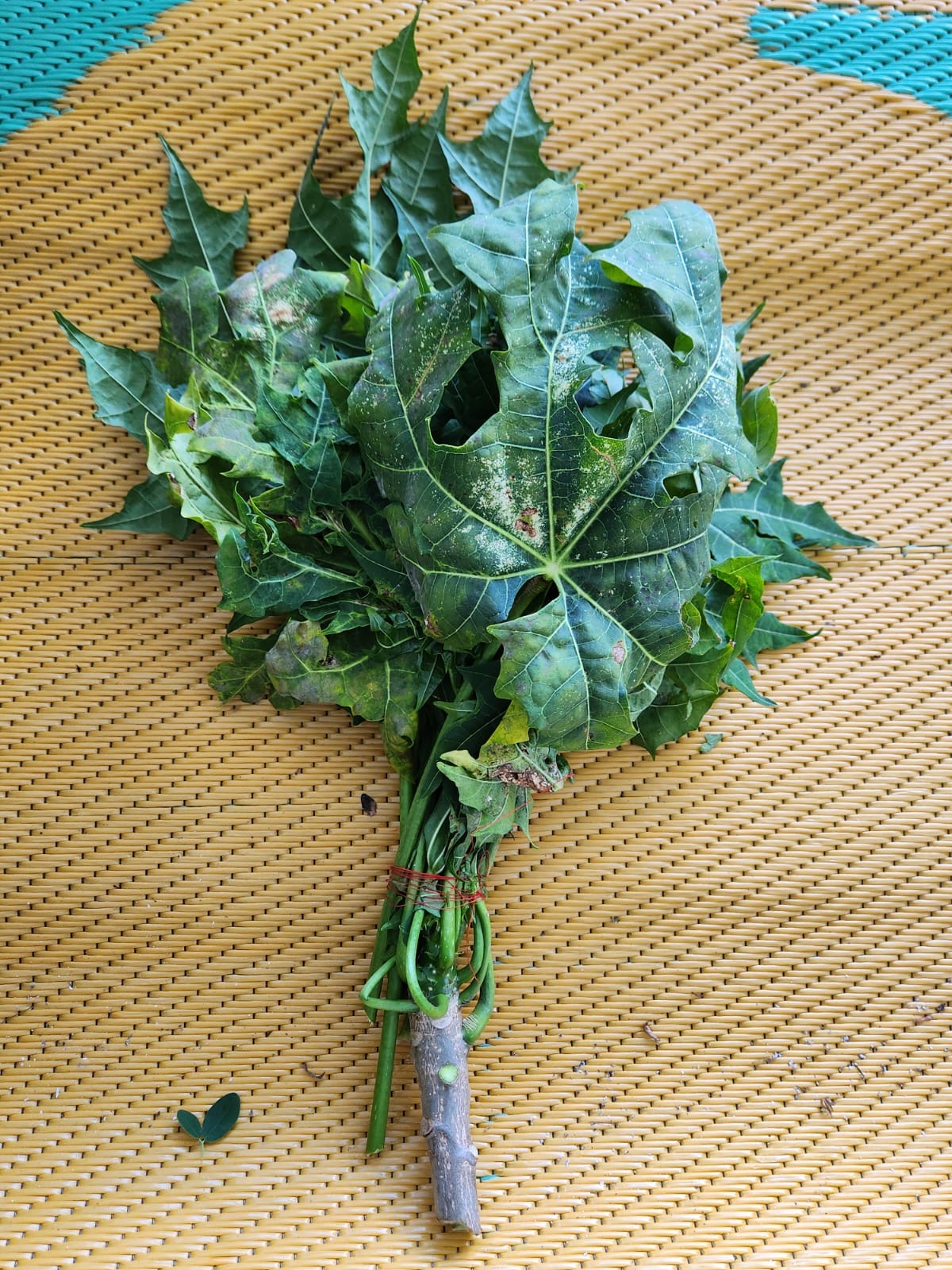 Hojas de papaya frescas