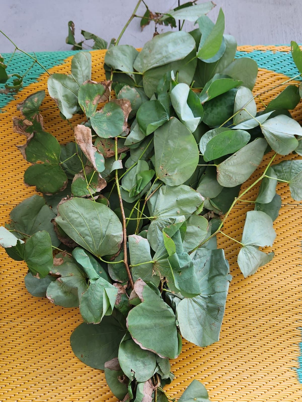 Hojas frescas de planta medicinal