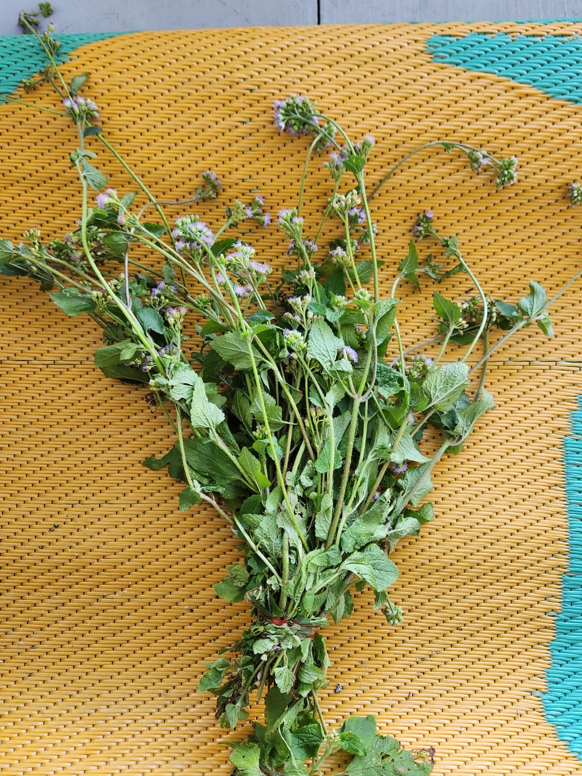 Ramo de menta fresca