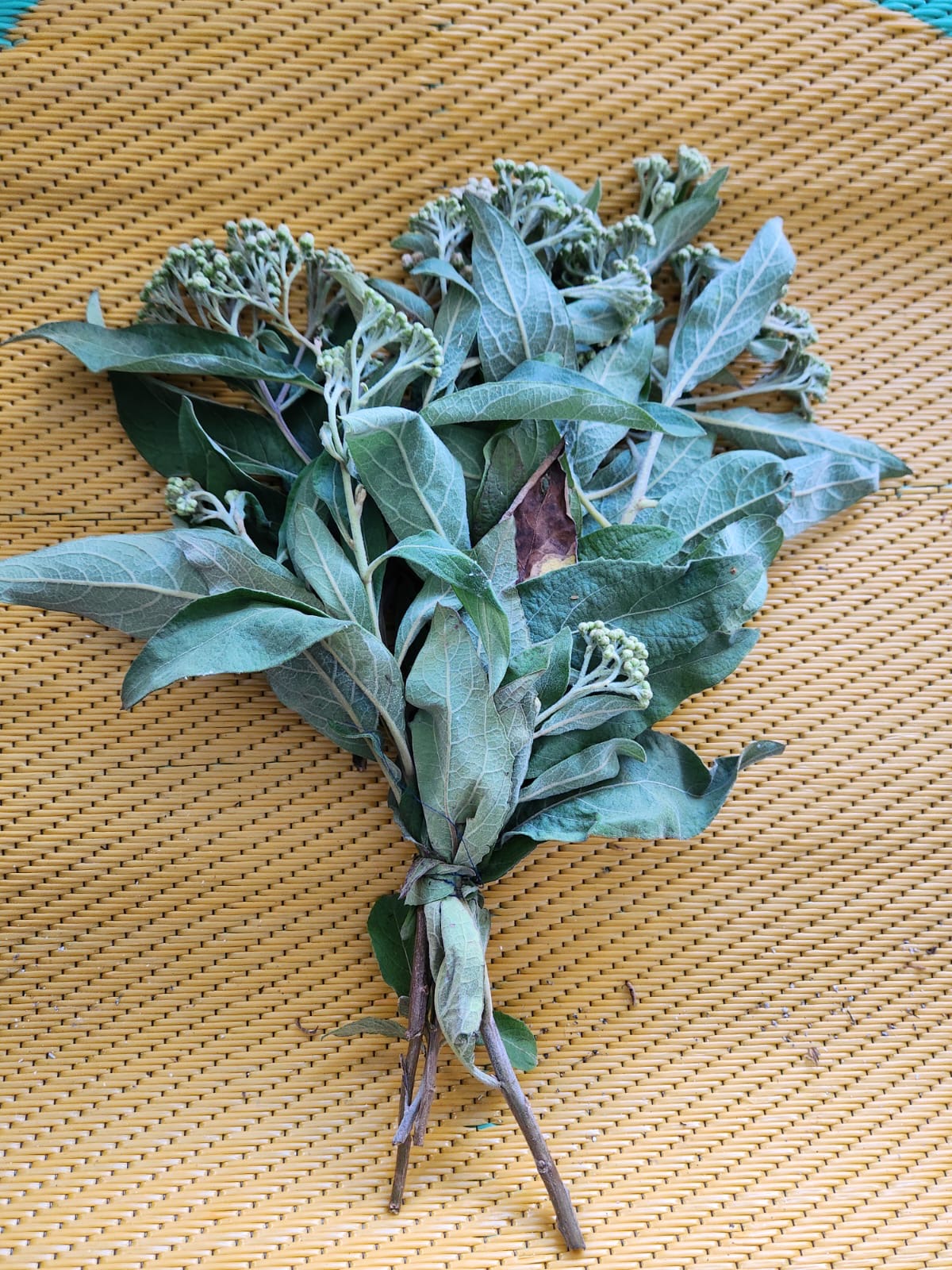 Ramo de salvia