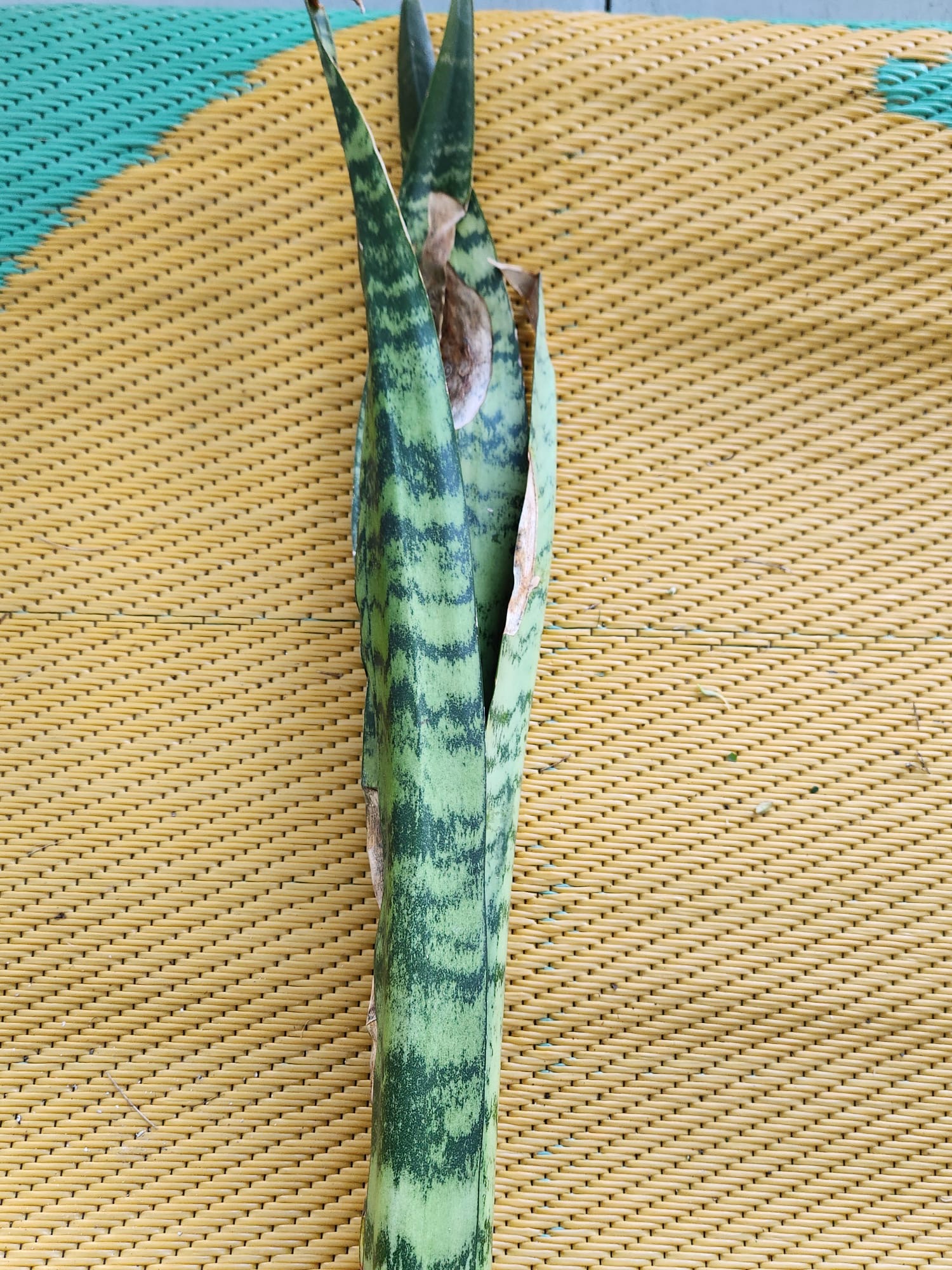Sansevieria trifasciata