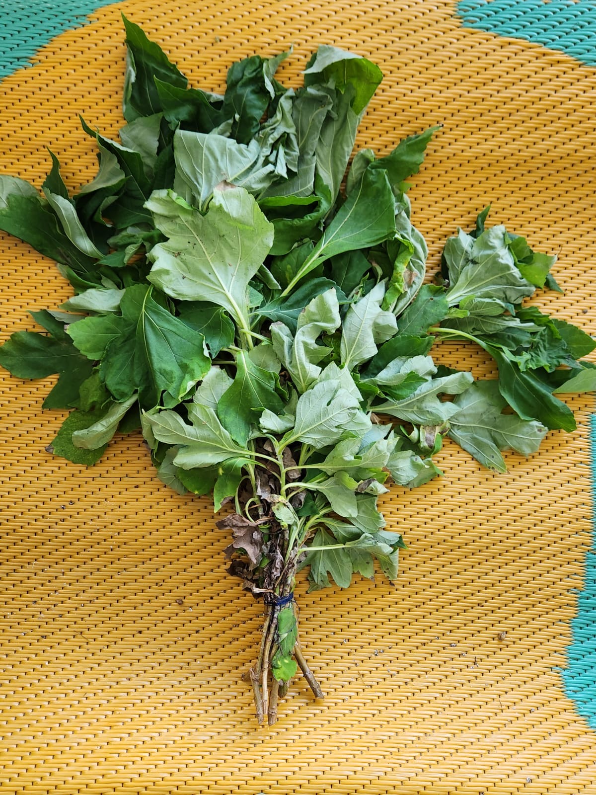 Manojo de hojas de chaya