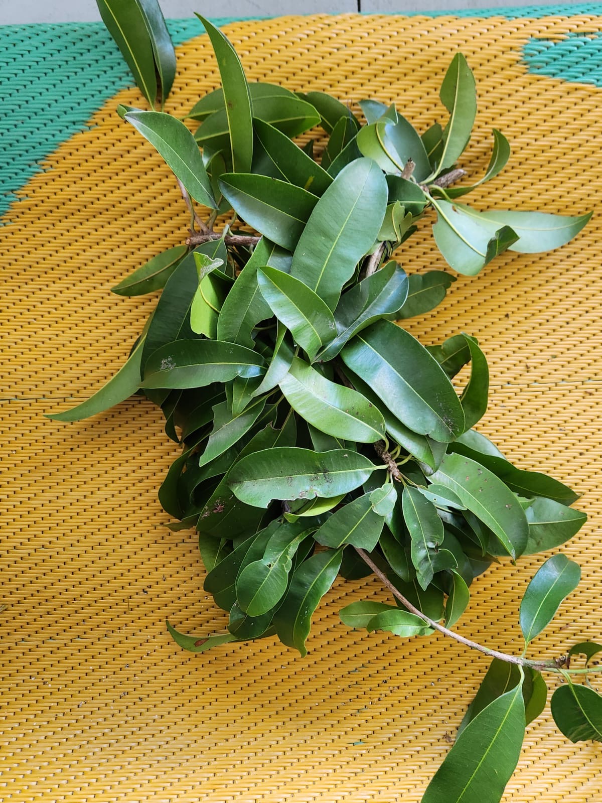 Rama de hojas frescas