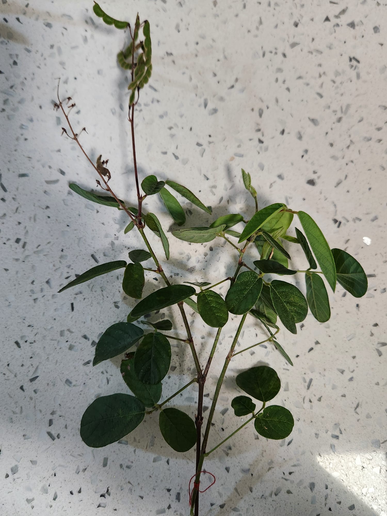 Rama de planta verde