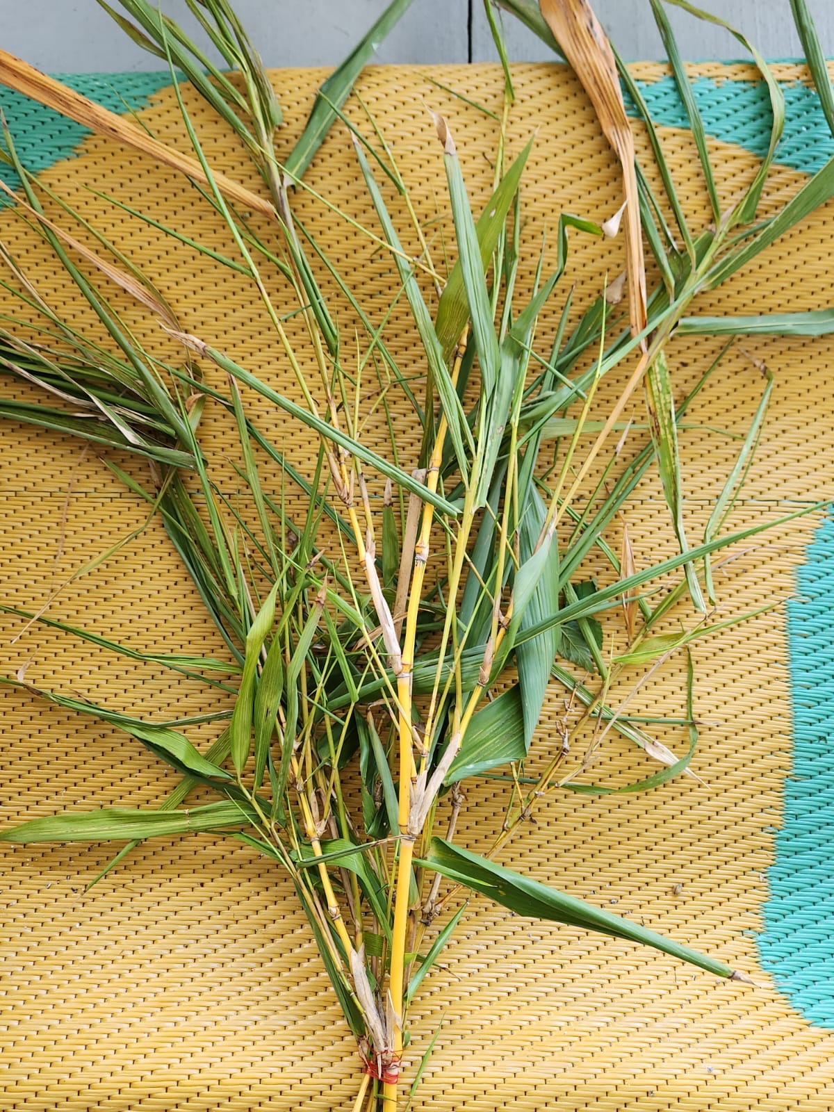 Ramas de bambú fresco