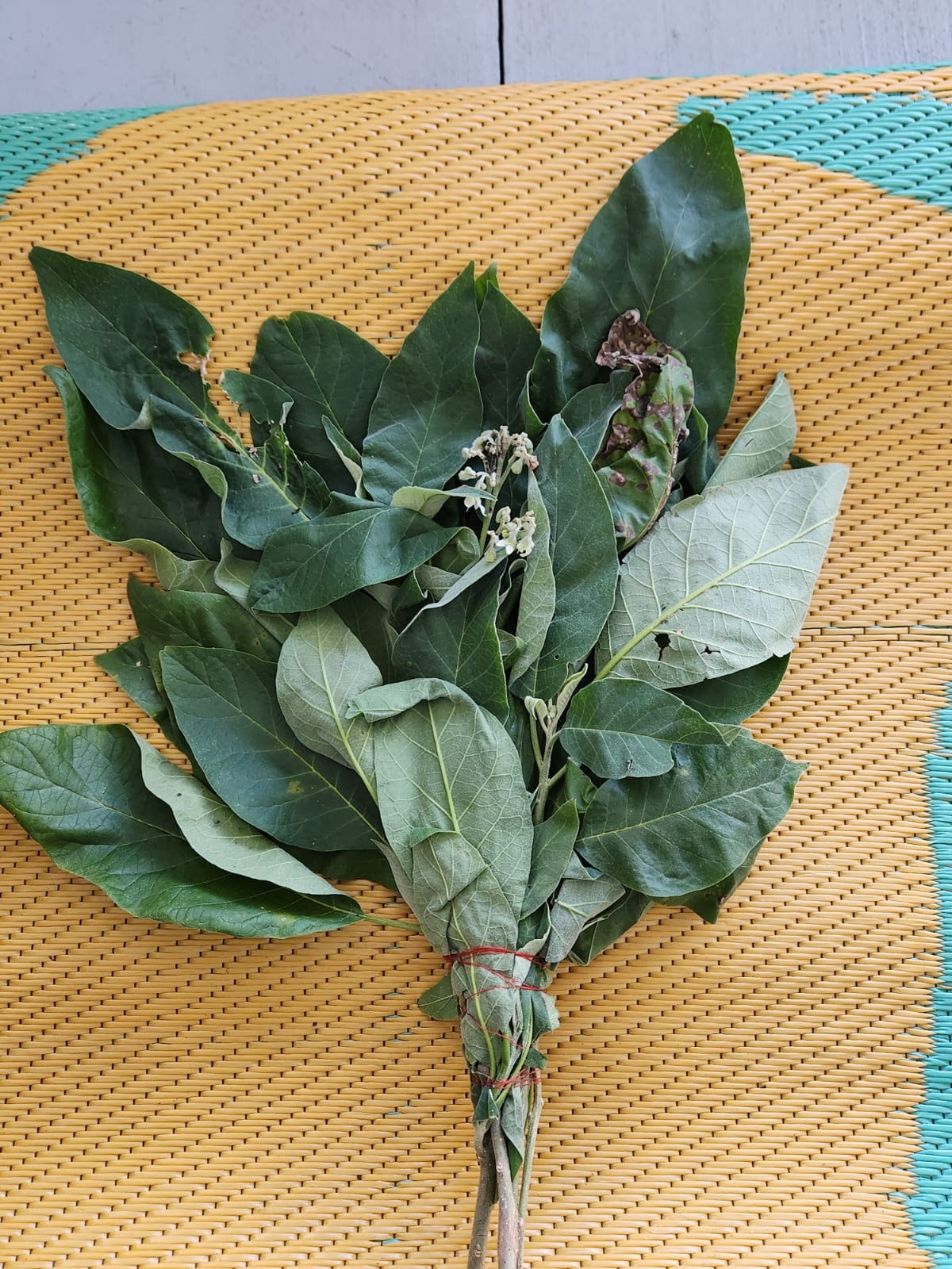 Ramo de hojas de aguacate