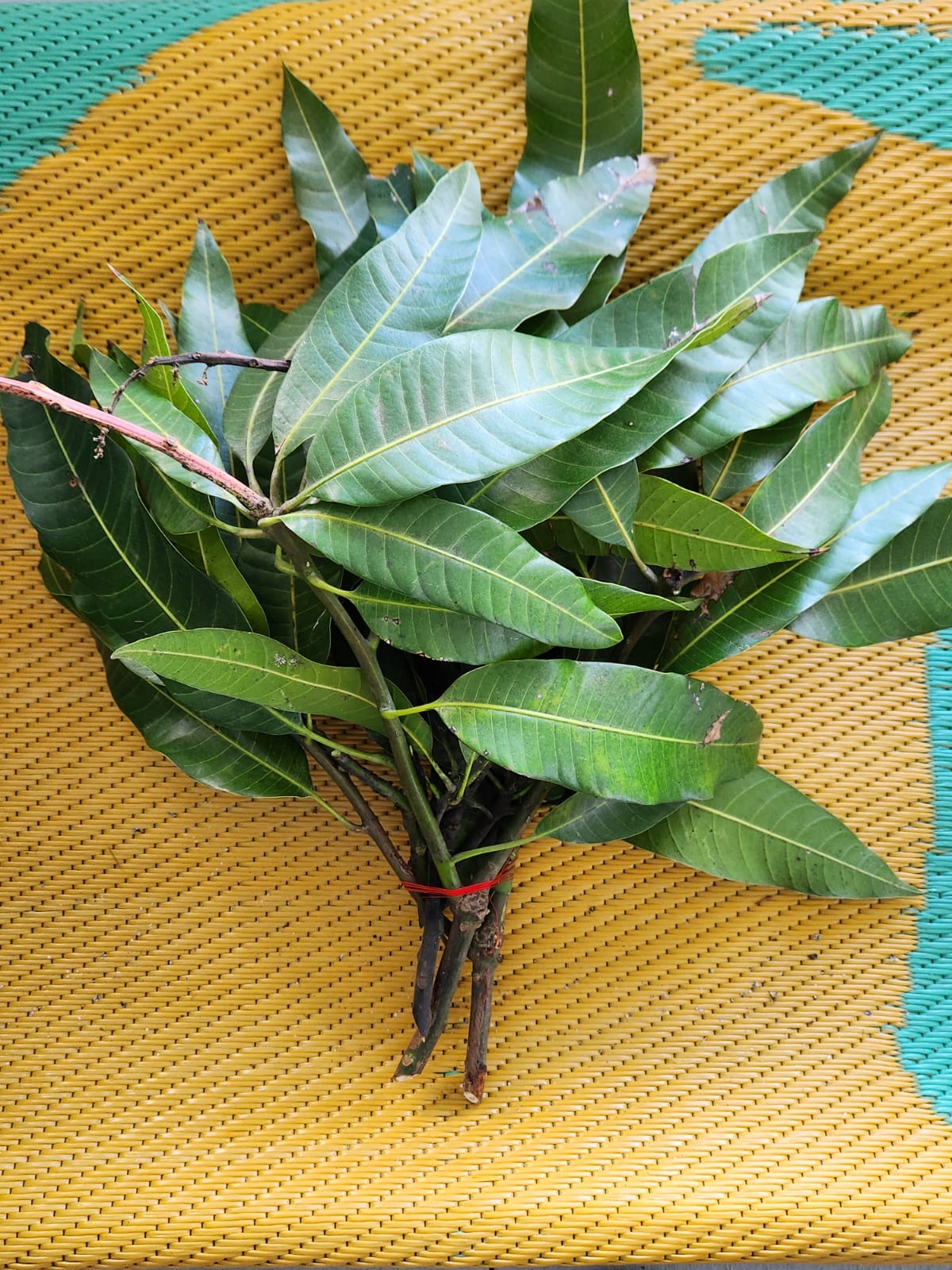 Ramas de mango