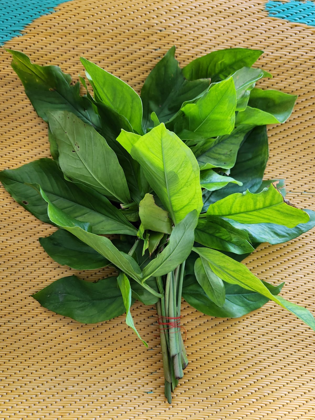 🌿 Gran Parado
