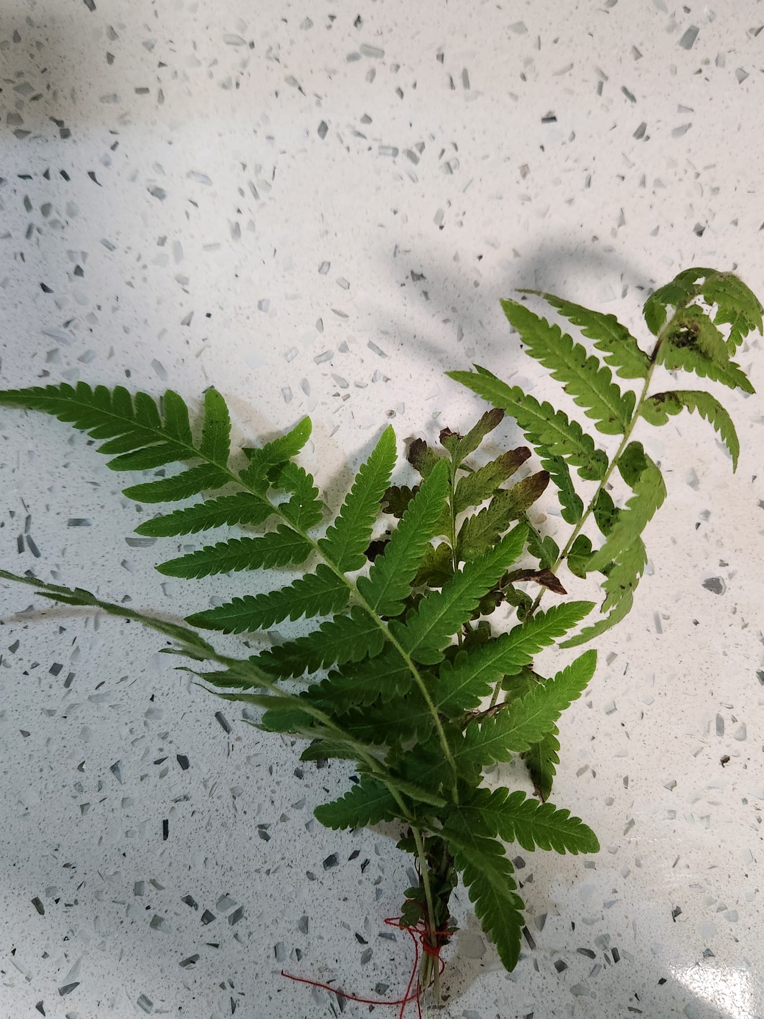 Planta Sagrada Imo de Oshún