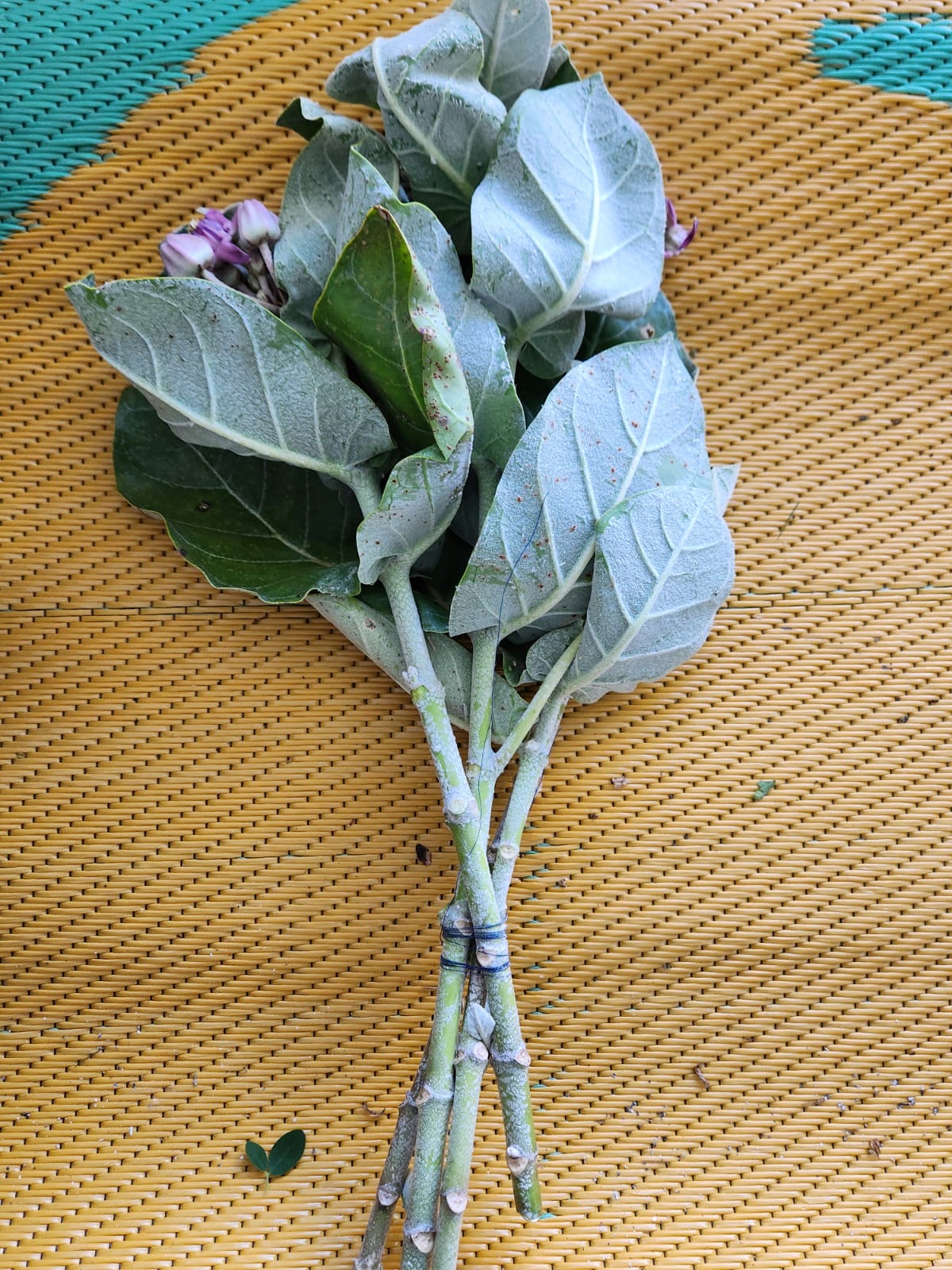 🌿 Malva Blanca