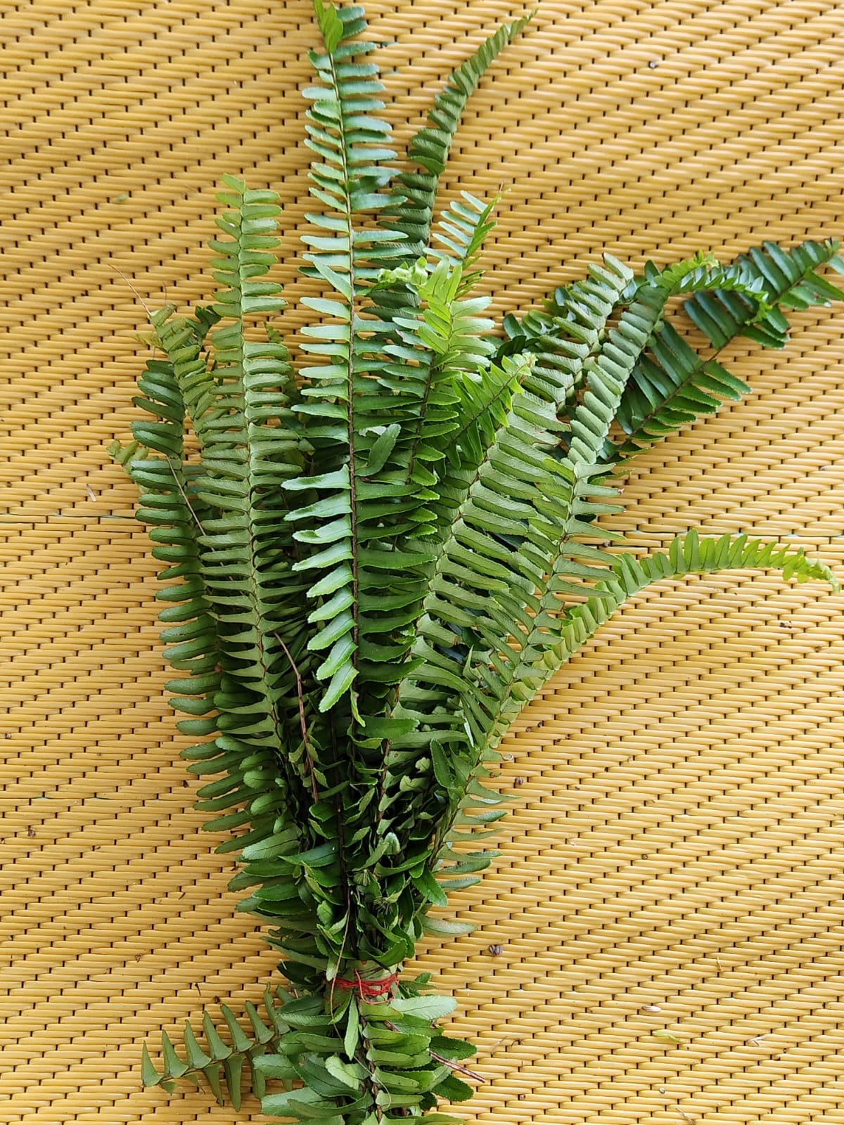 🌿 Helecho (Elecho)
