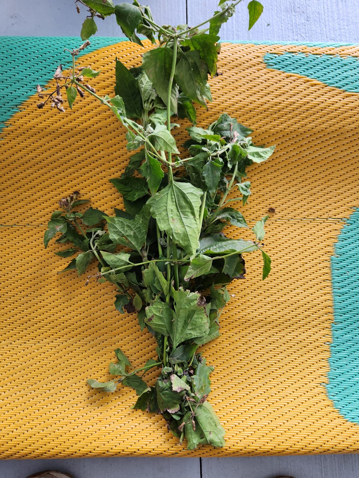 🌱 Rompe Saragüey