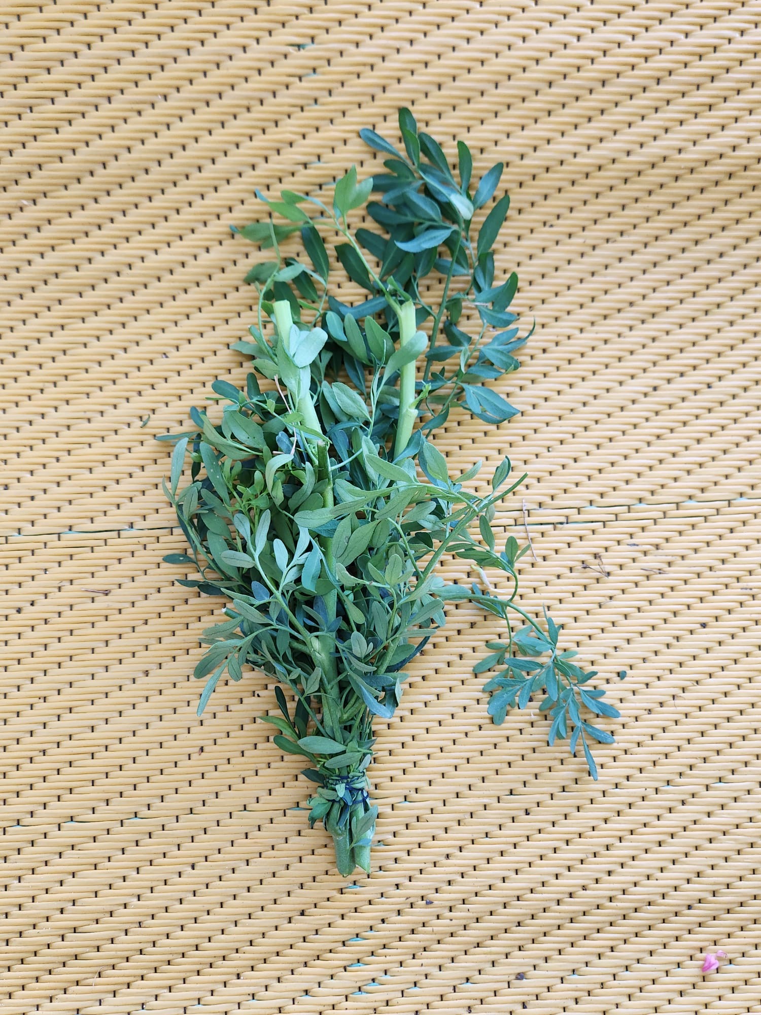 🌿 Ruda