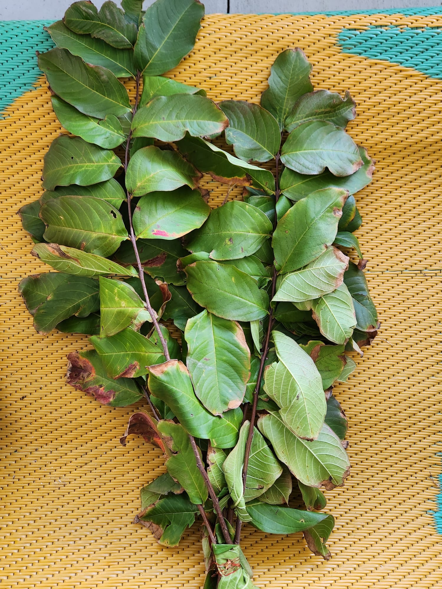 🌿 Paramí